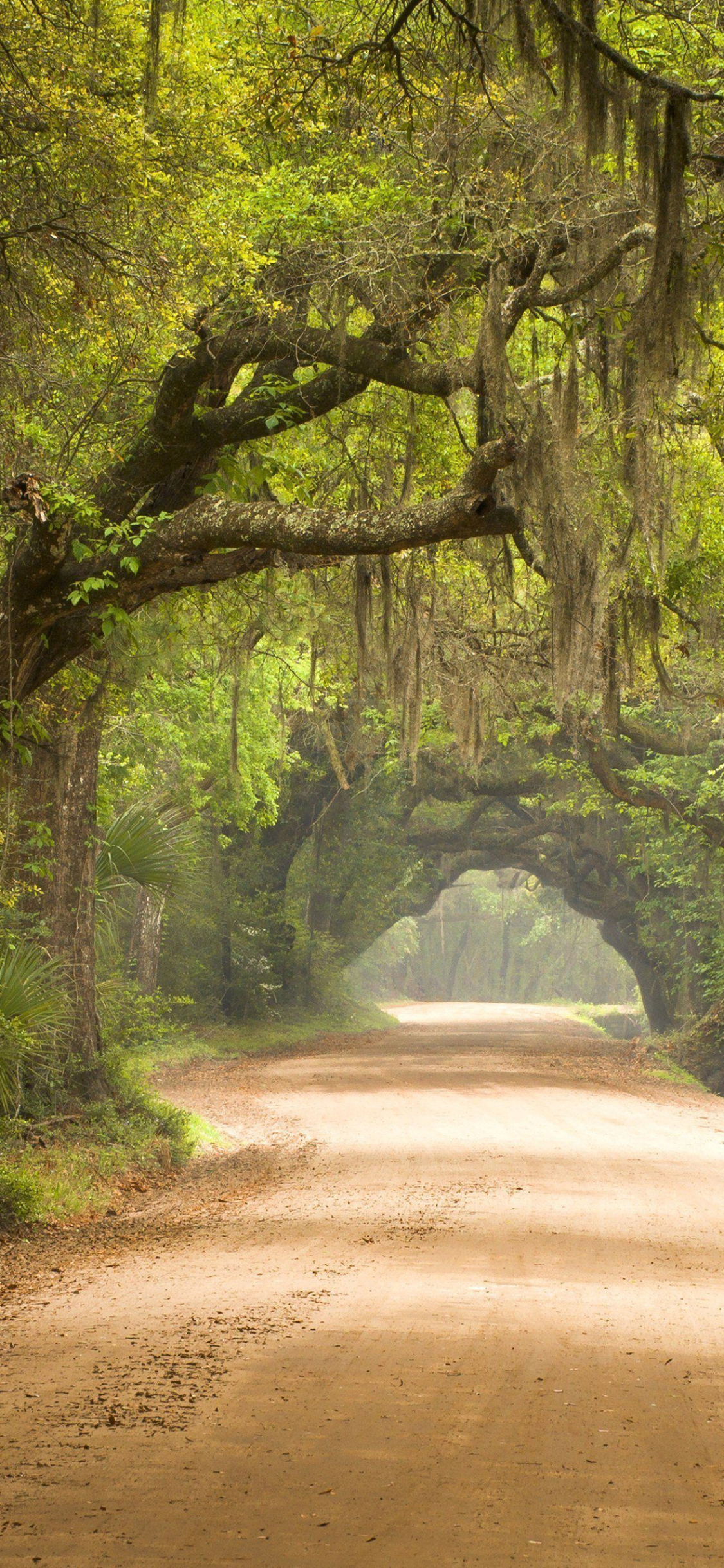 Download mobile wallpaper Road, Tree, Canopy, Man Made, Dirt Road for free.