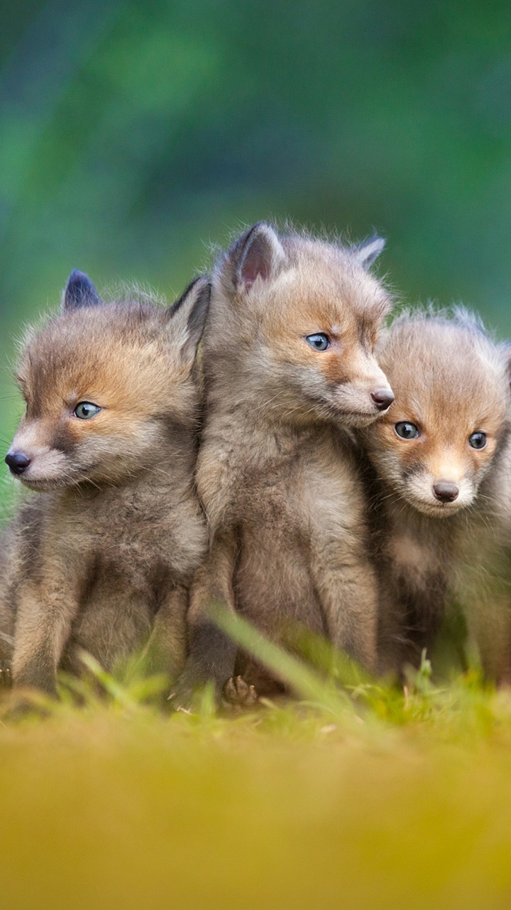 Handy-Wallpaper Tiere, Fuchs, Tierbaby, Jungtier kostenlos herunterladen.