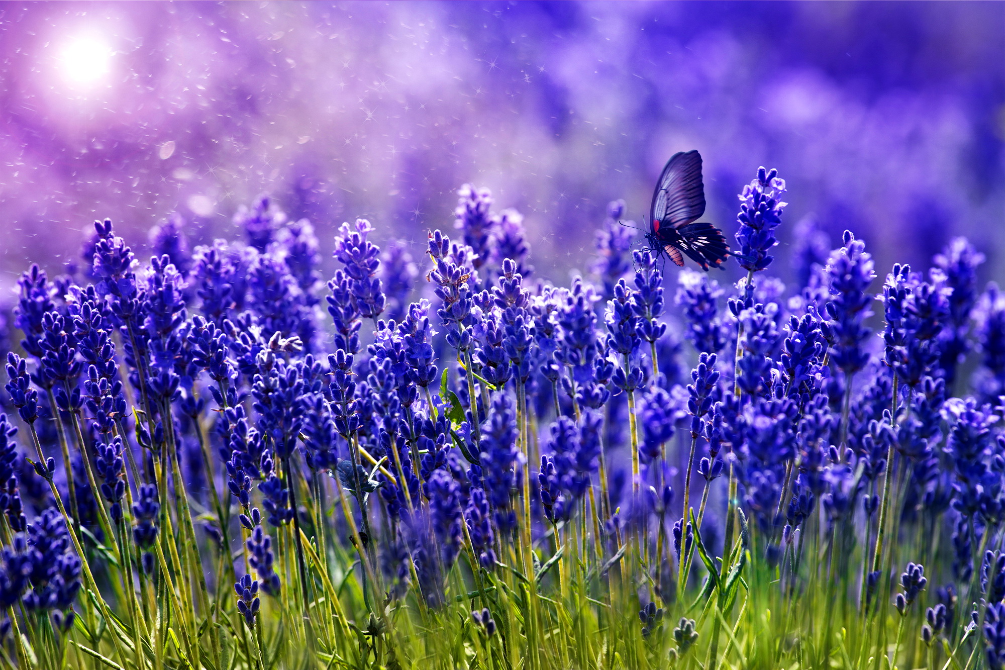 Free download wallpaper Flower, Field, Butterfly, Animal, Purple, Spring, Purple Flower on your PC desktop
