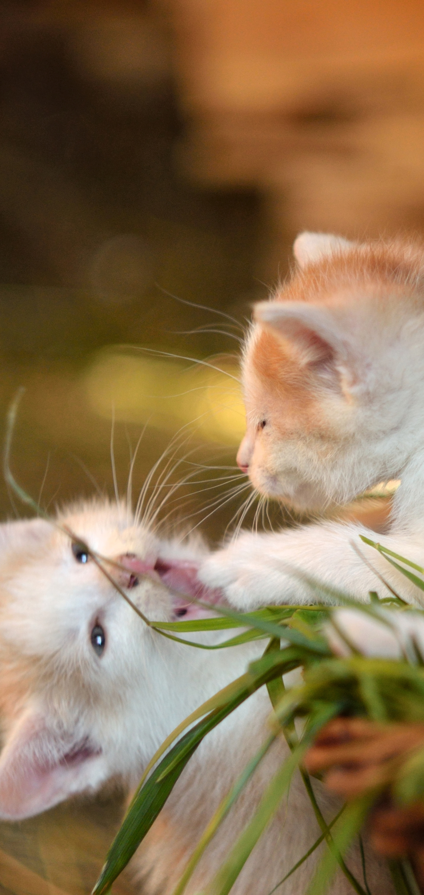 1152603 Protetores de tela e papéis de parede Gatos em seu telefone. Baixe  fotos gratuitamente