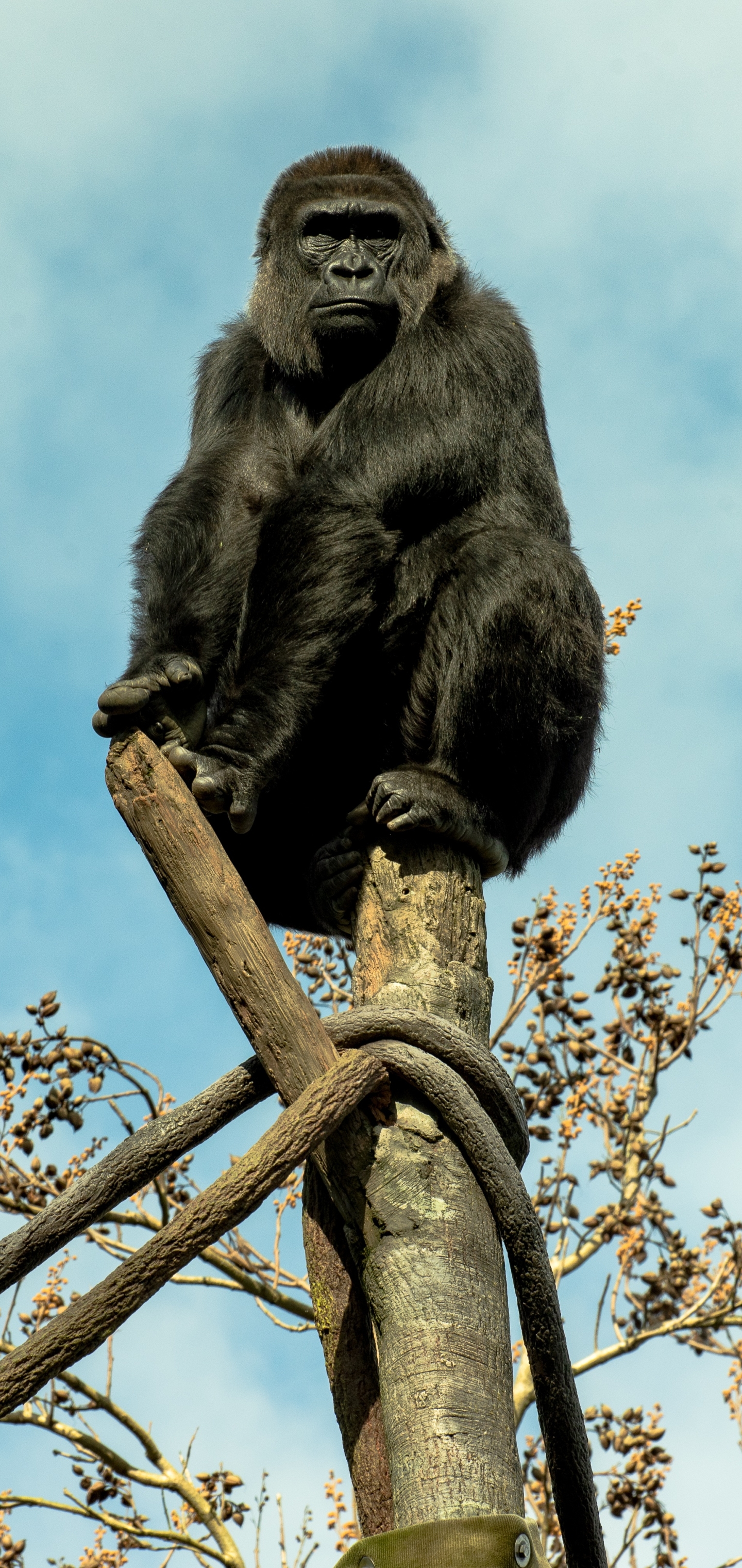 Descarga gratis la imagen Animales, Monos, Gorila, Mono, Zoo, Primate en el escritorio de tu PC