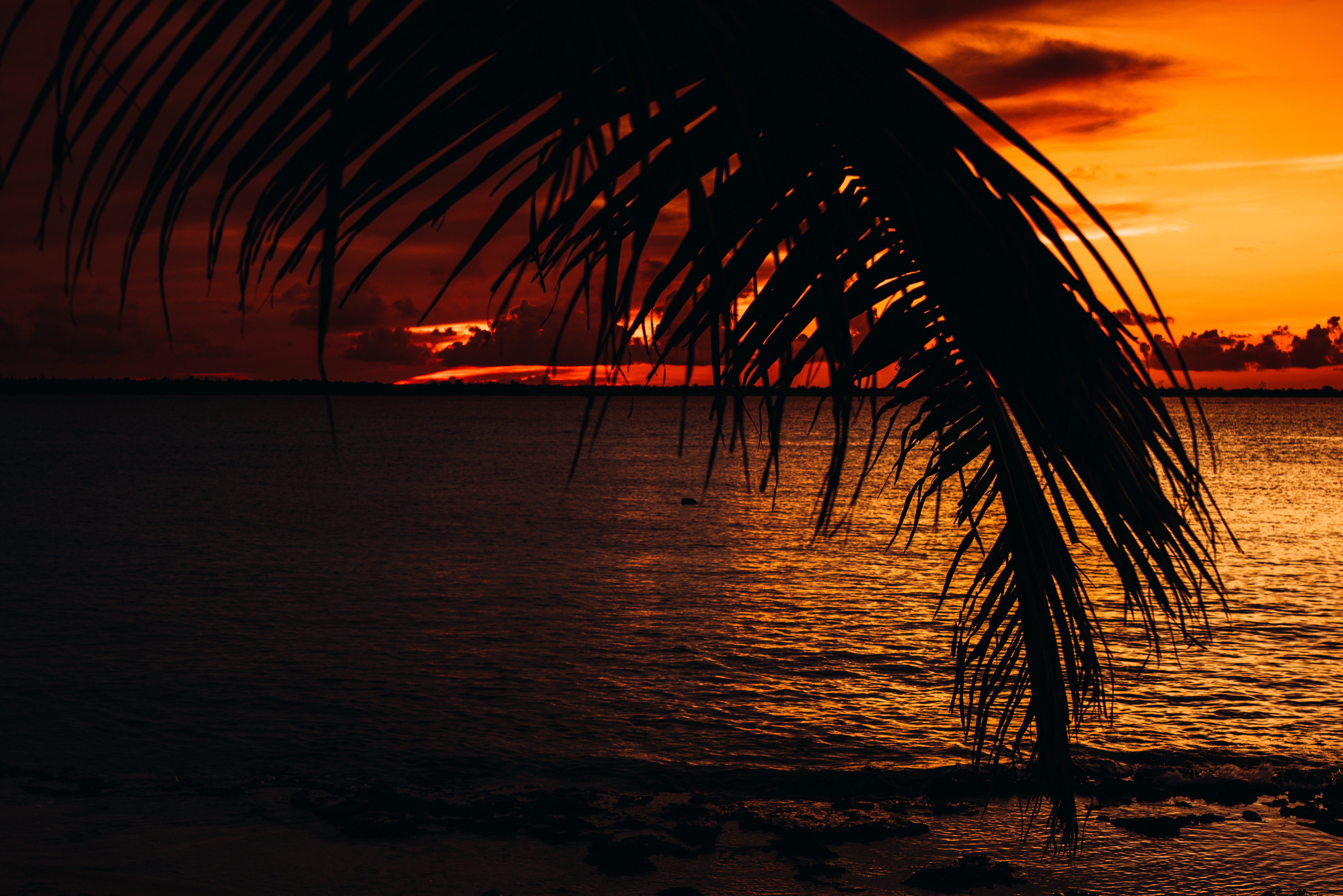 palm, sunset, sea, dark, twilight, dusk