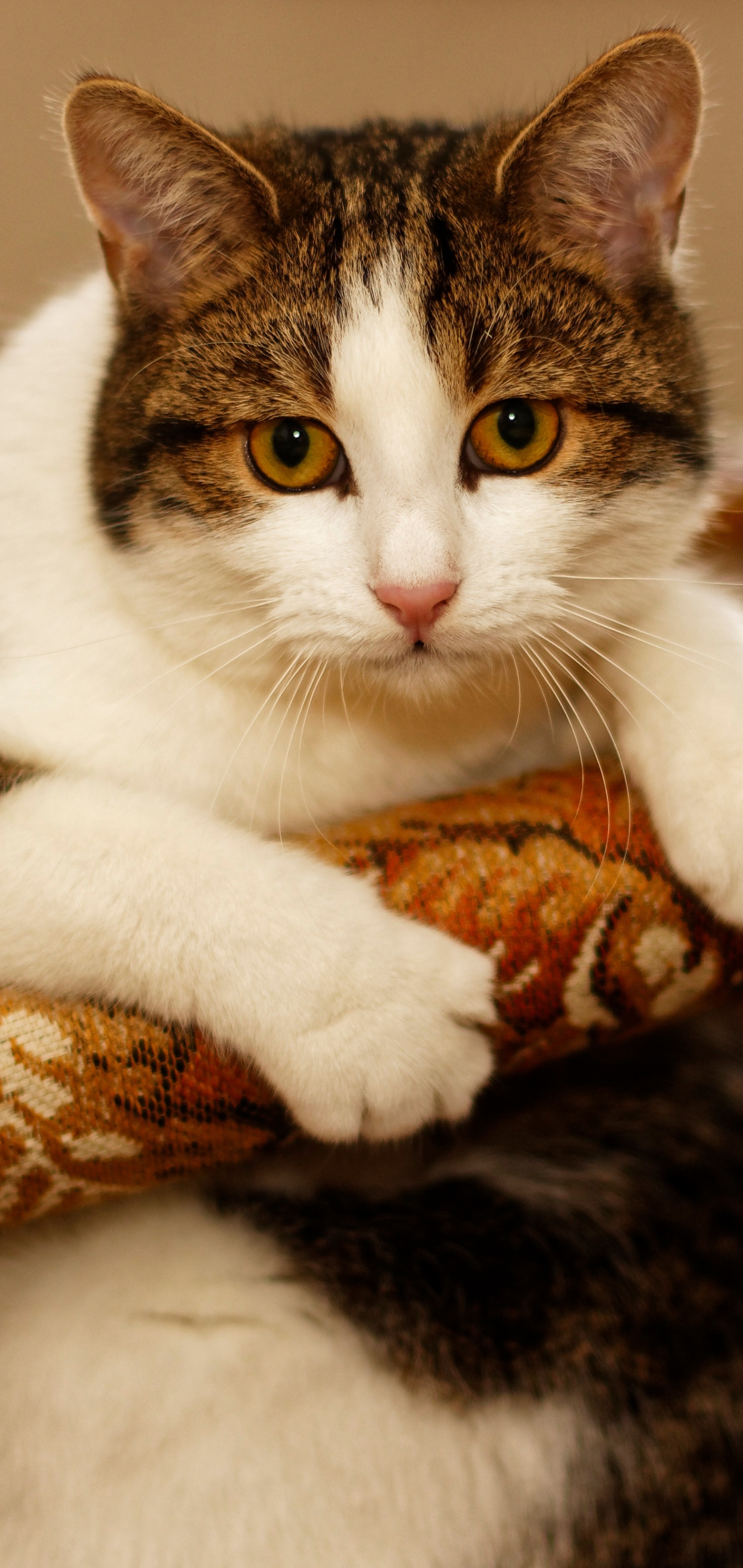 Download mobile wallpaper Cat, Cats, Animal for free.