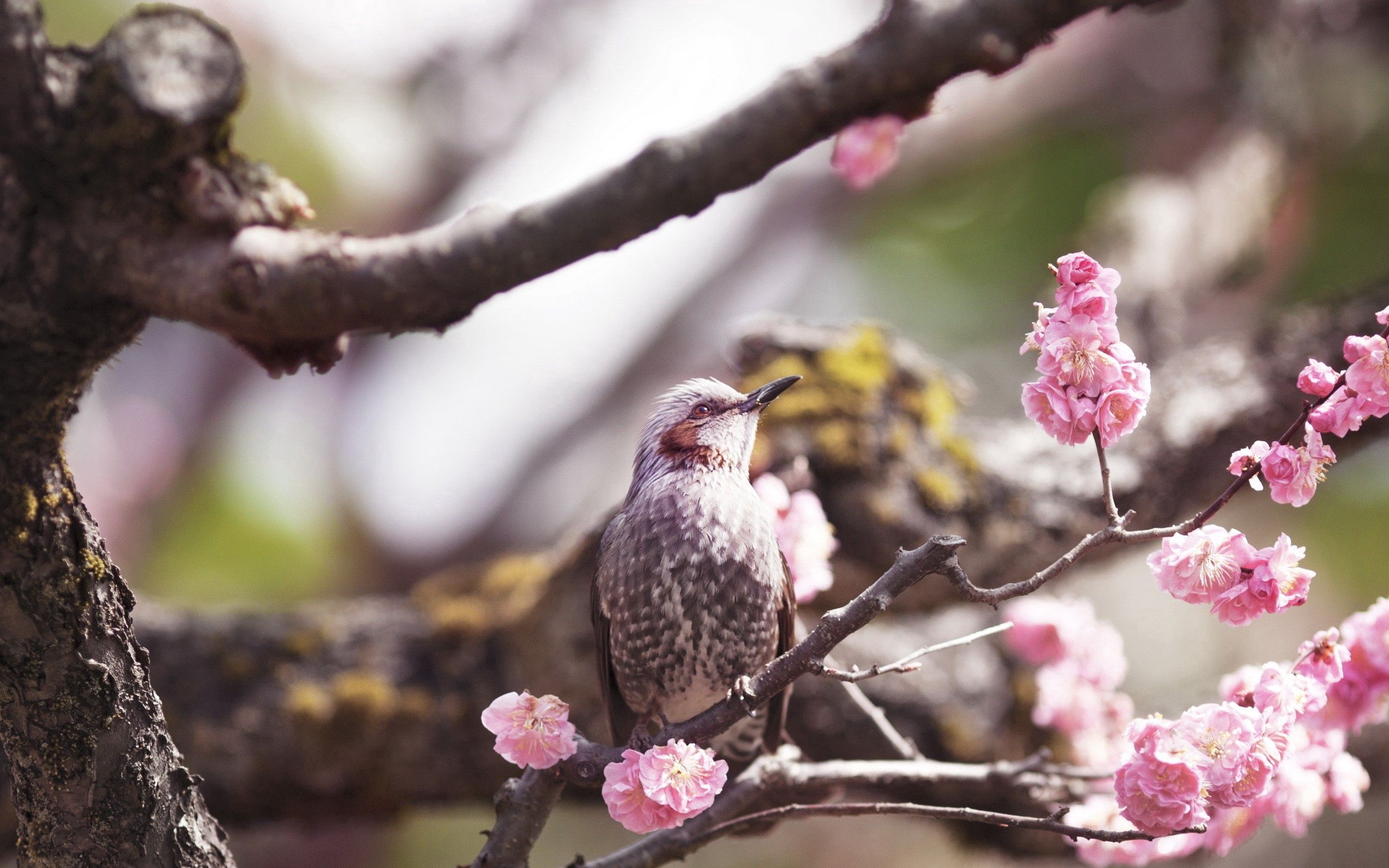 Download mobile wallpaper Flowers, Wood, Bloom, Animals, Tree, Flowering, Bird for free.