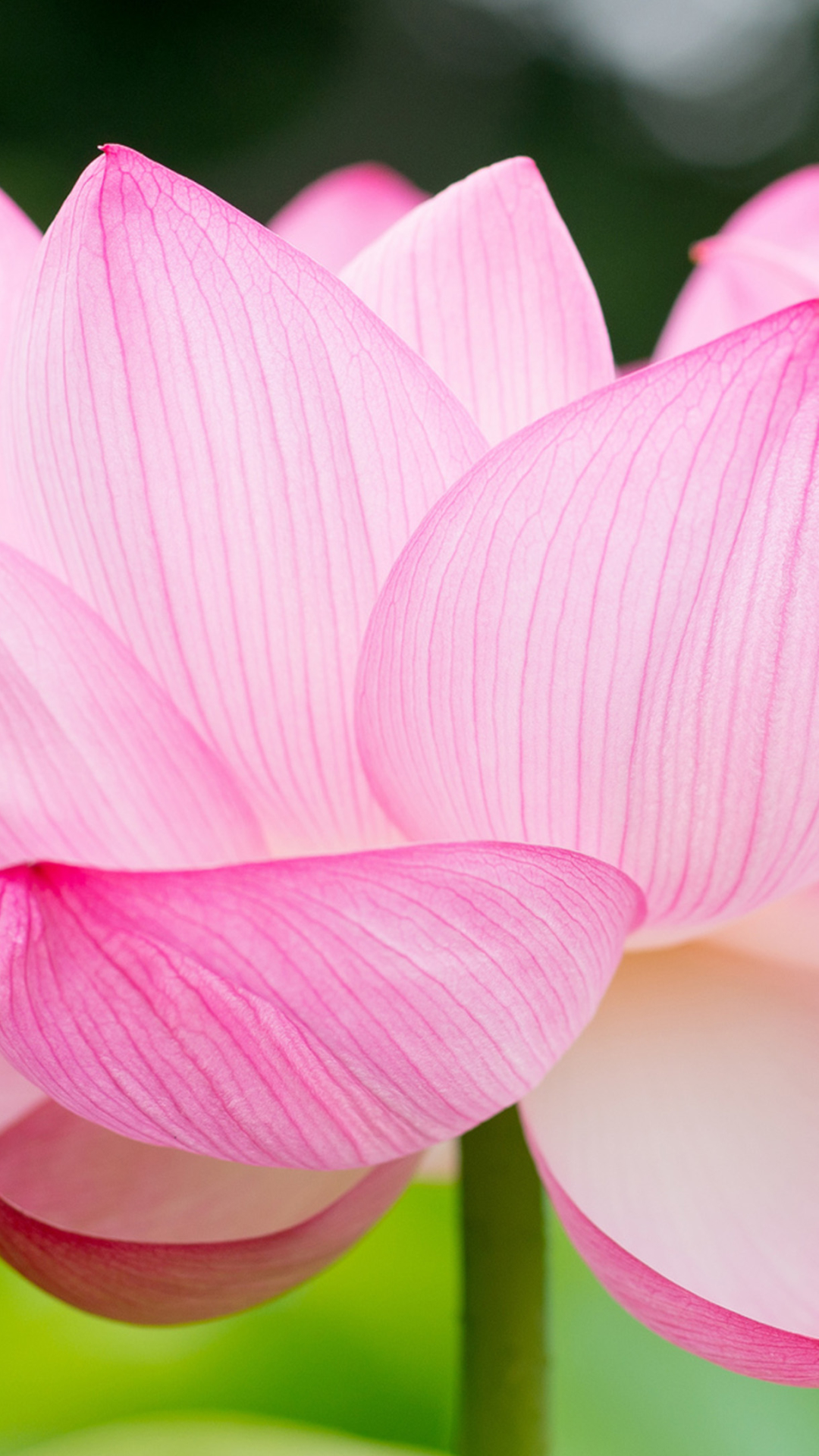 Download mobile wallpaper Flowers, Lotus, Earth for free.