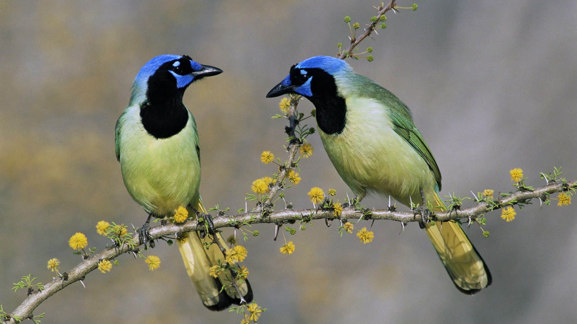 Téléchargez des papiers peints mobile Animaux, Oiseau gratuitement.