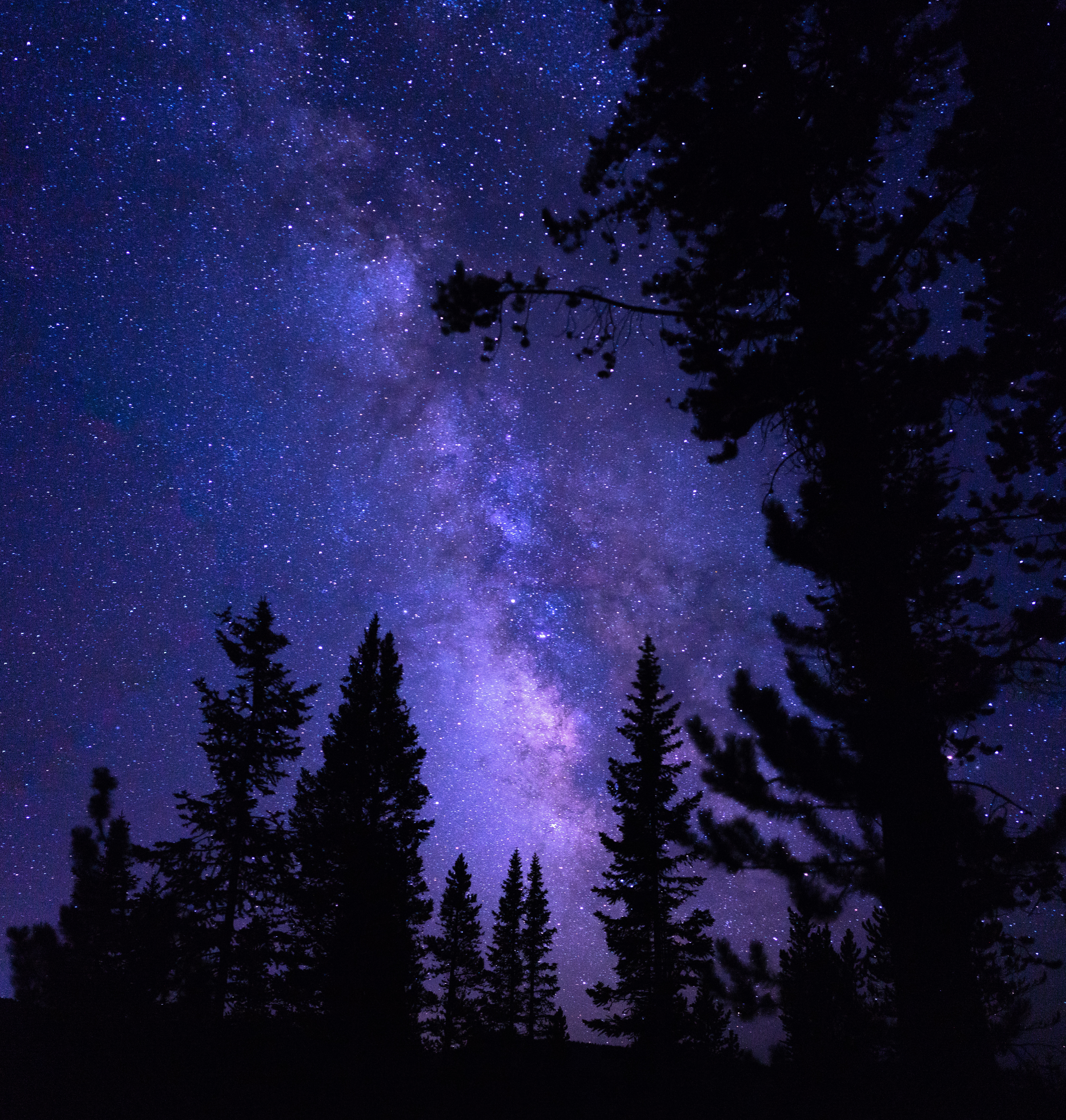 night, nature, trees, starry sky, pine HD wallpaper