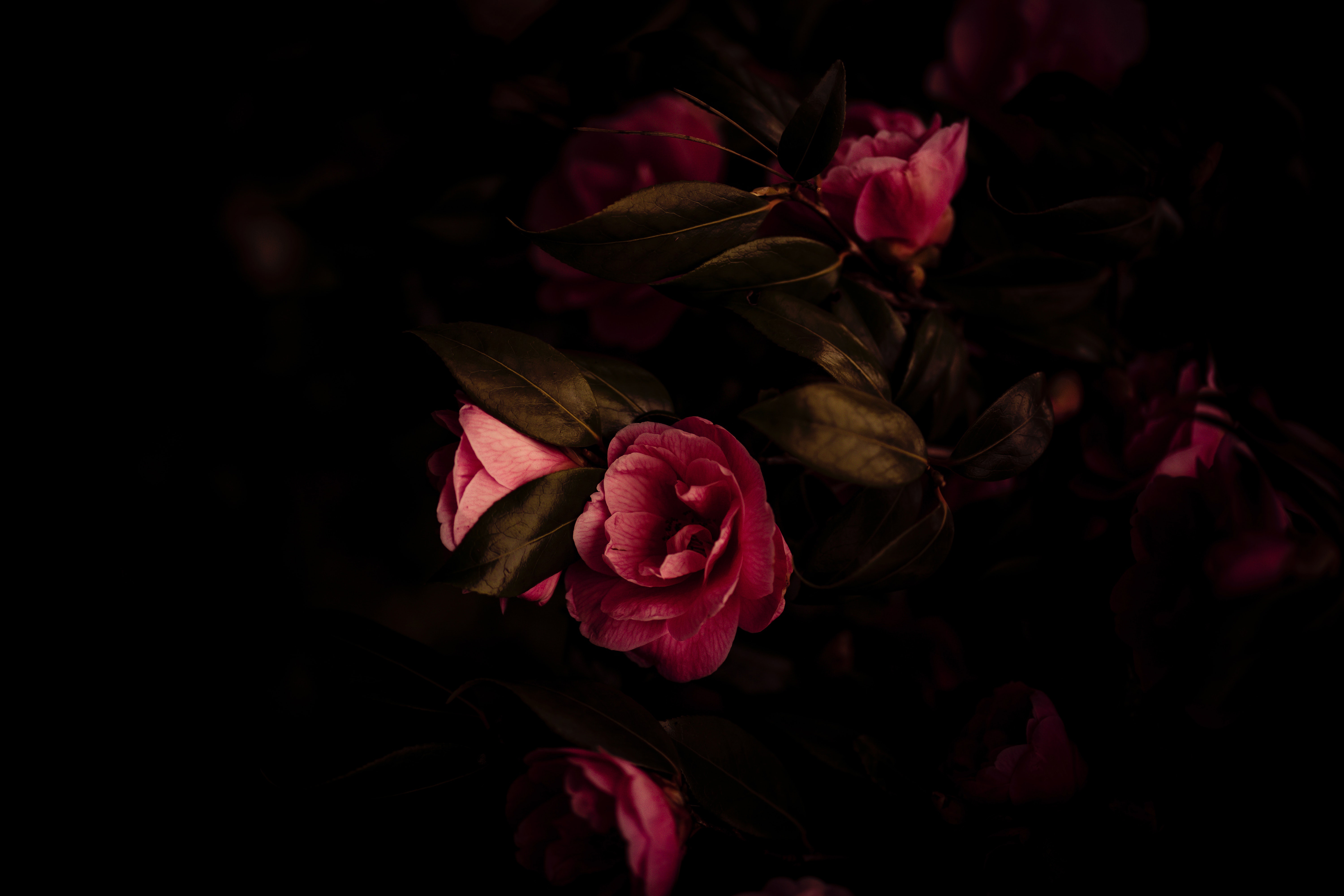 camellia, earth, pink flower QHD