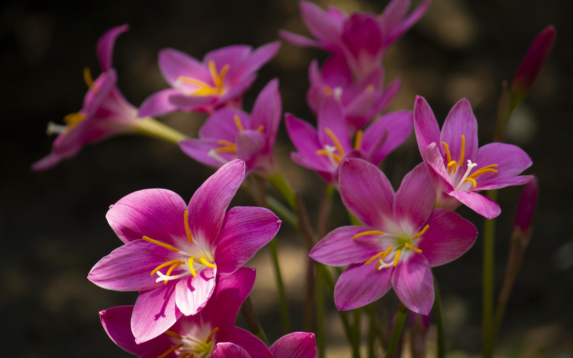 Free download wallpaper Flowers, Flower, Earth, Lily, Pink Flower on your PC desktop