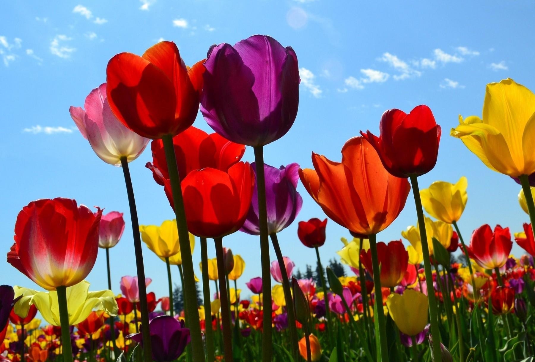 124944 завантажити картинку тюльпани, квіти, небо, хмари, розпущене, вільні, сонячно, сонячний - шпалери і заставки безкоштовно
