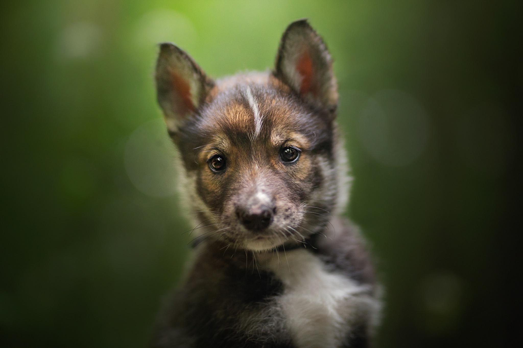 Téléchargez des papiers peints mobile Animaux, Chiens, Chien, Chiot, Bébé Animal gratuitement.