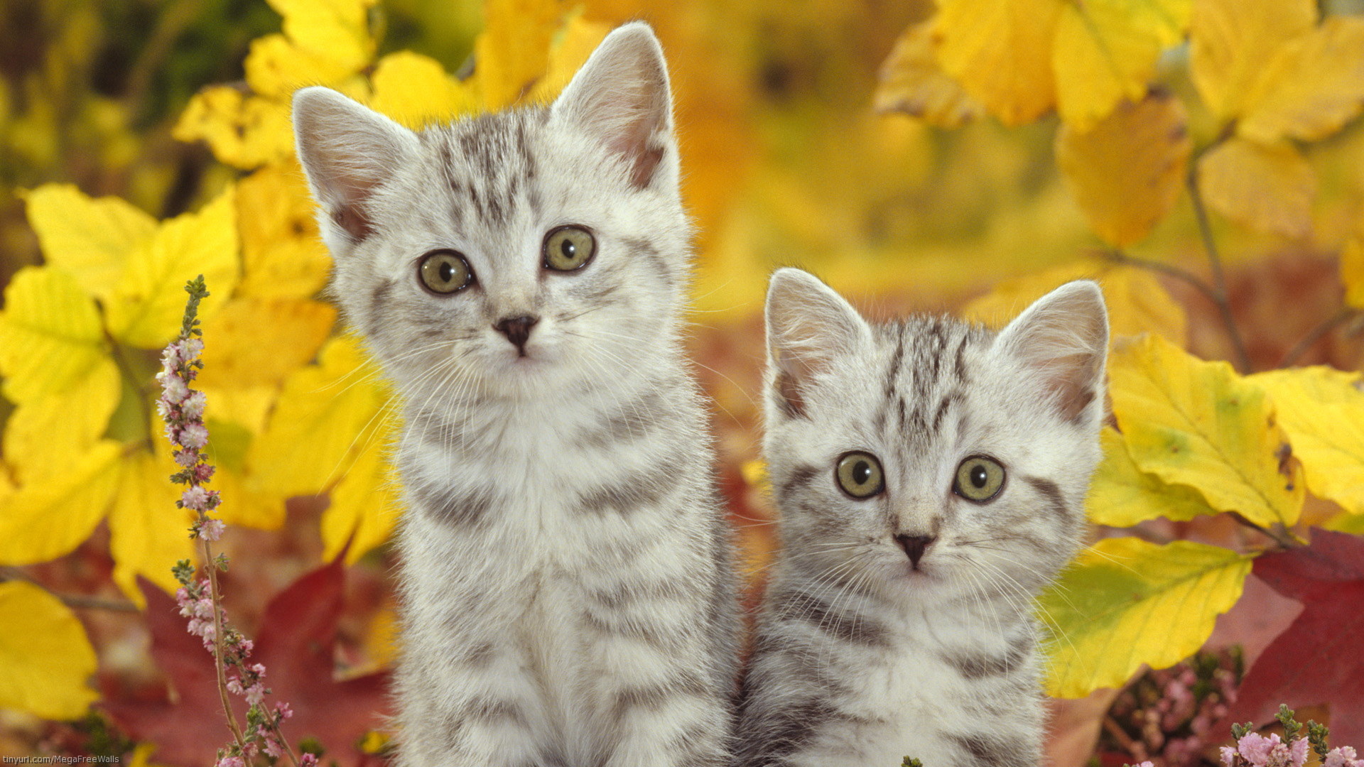 Baixar papel de parede para celular de Animais, Fofo gratuito.