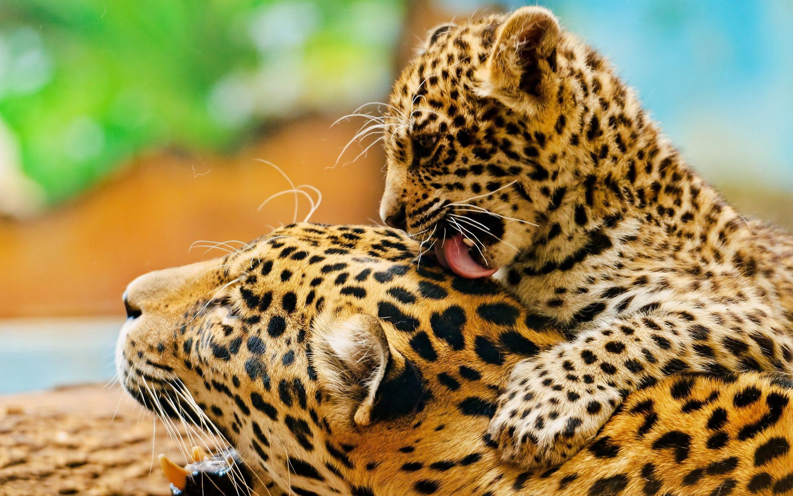 animals, leopards, young, couple, pair, joey, lick your lips, licking
