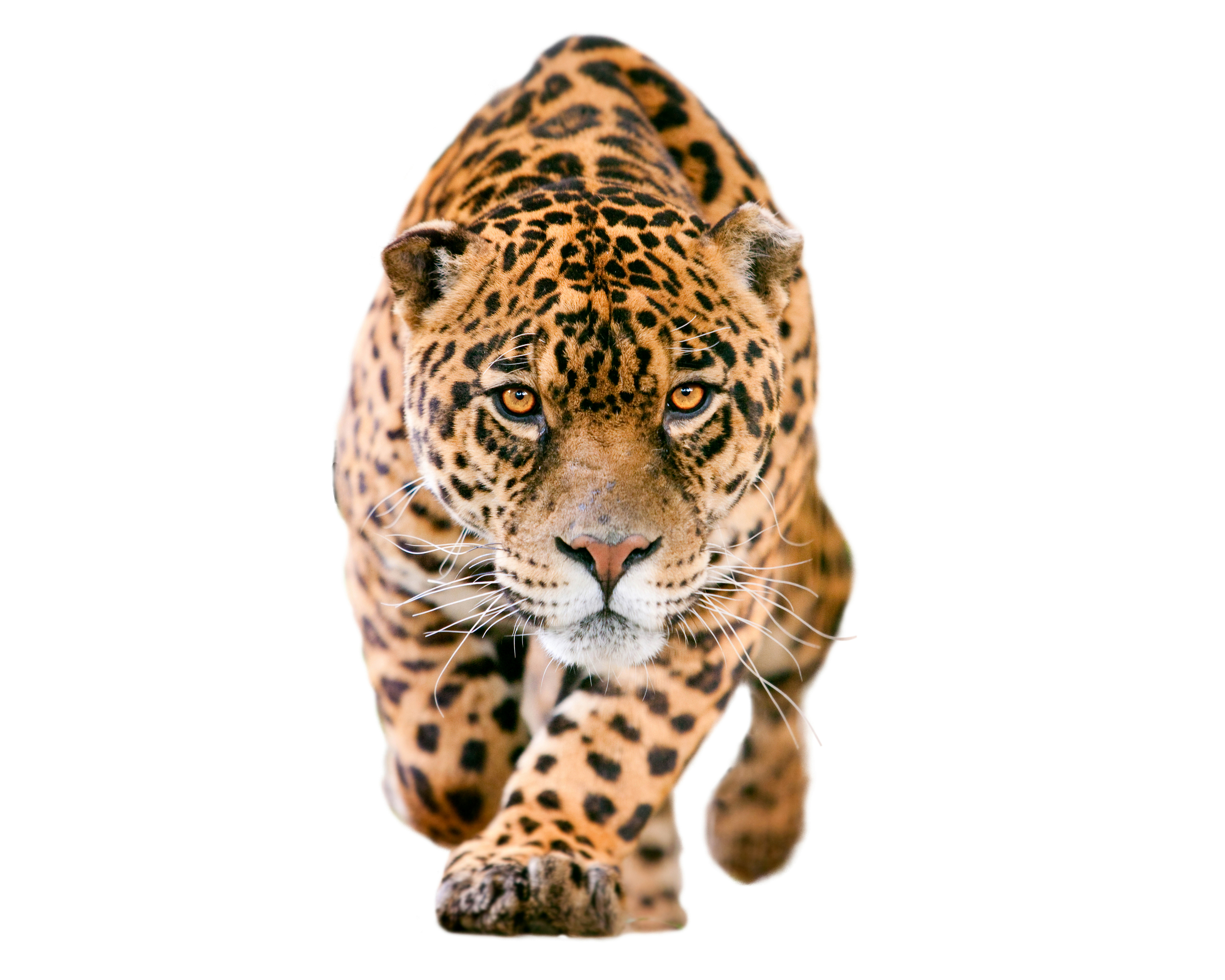 Free download wallpaper Cats, Jaguar, Muzzle, Animal on your PC desktop