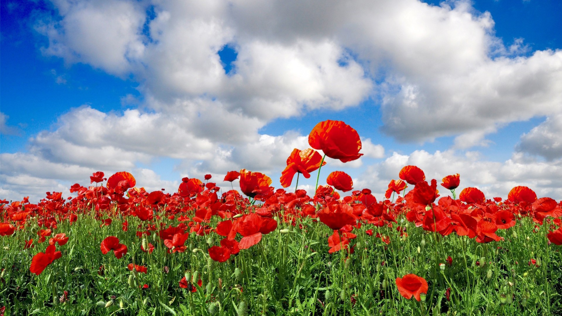 Download mobile wallpaper Poppy, Flowers, Field, Earth, Cloud, Sky for free.