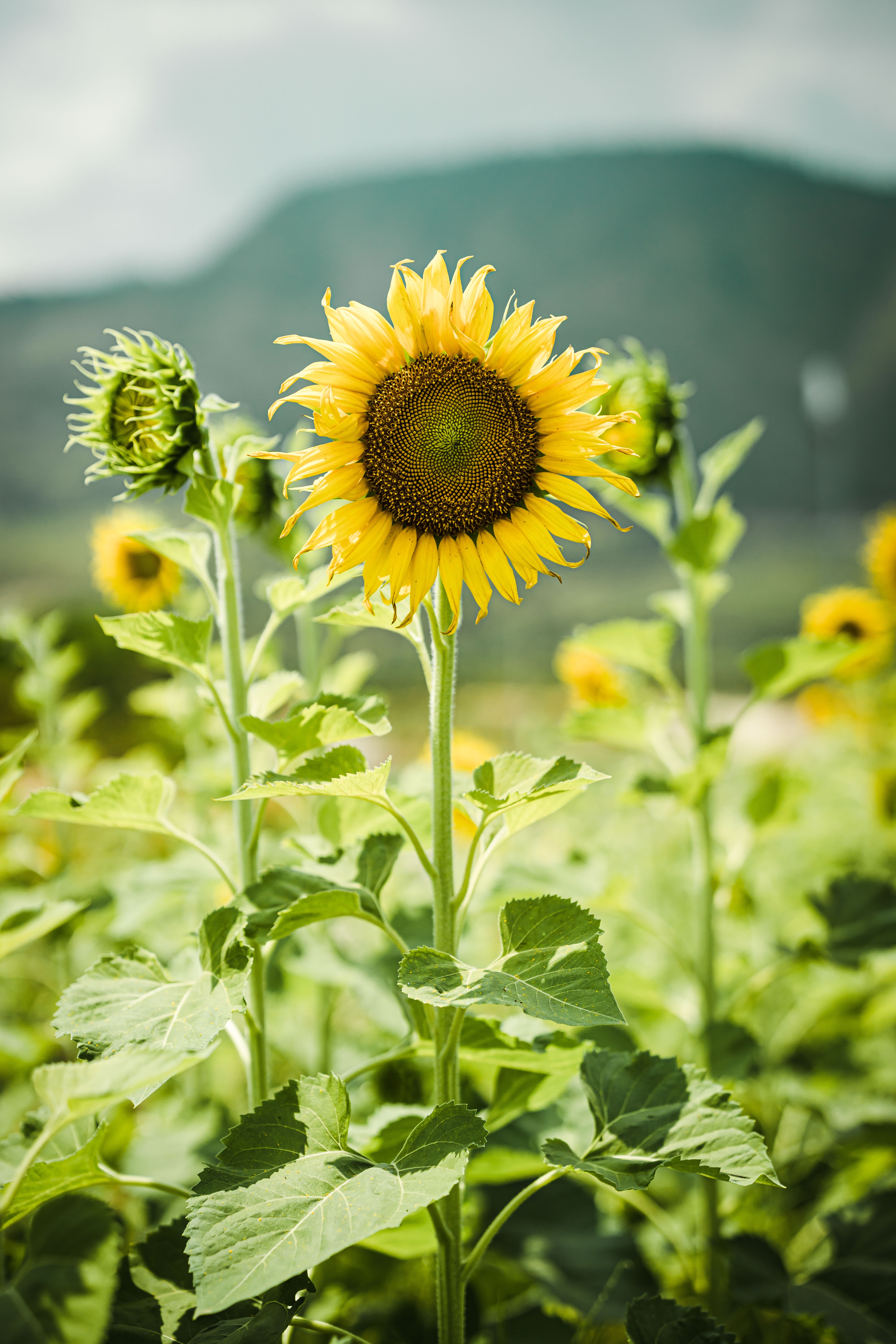 Free download wallpaper Flowers, Stems, Plants, Sunflowers on your PC desktop