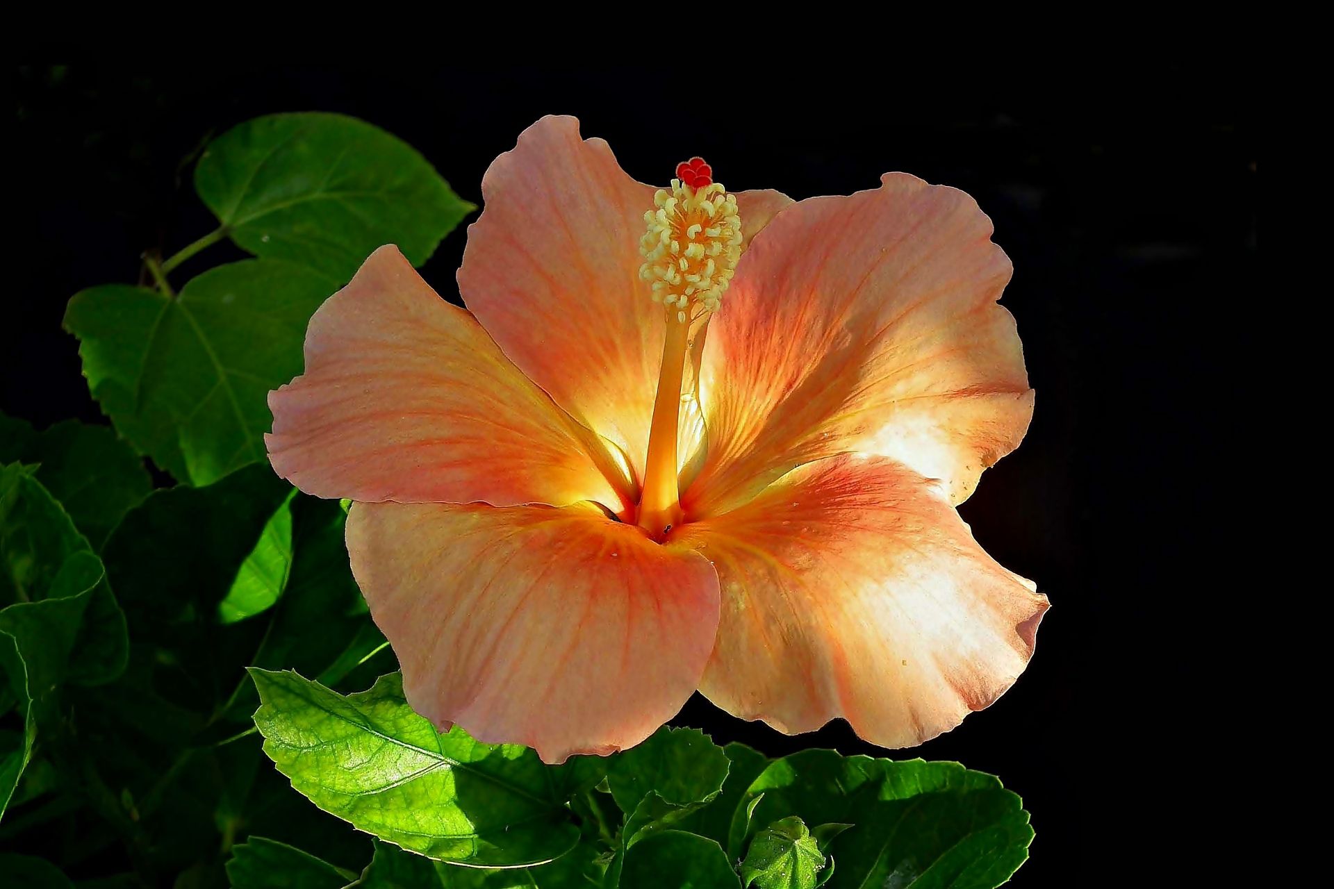 Download mobile wallpaper Flowers, Flower, Earth, Hibiscus, Peach Flower for free.