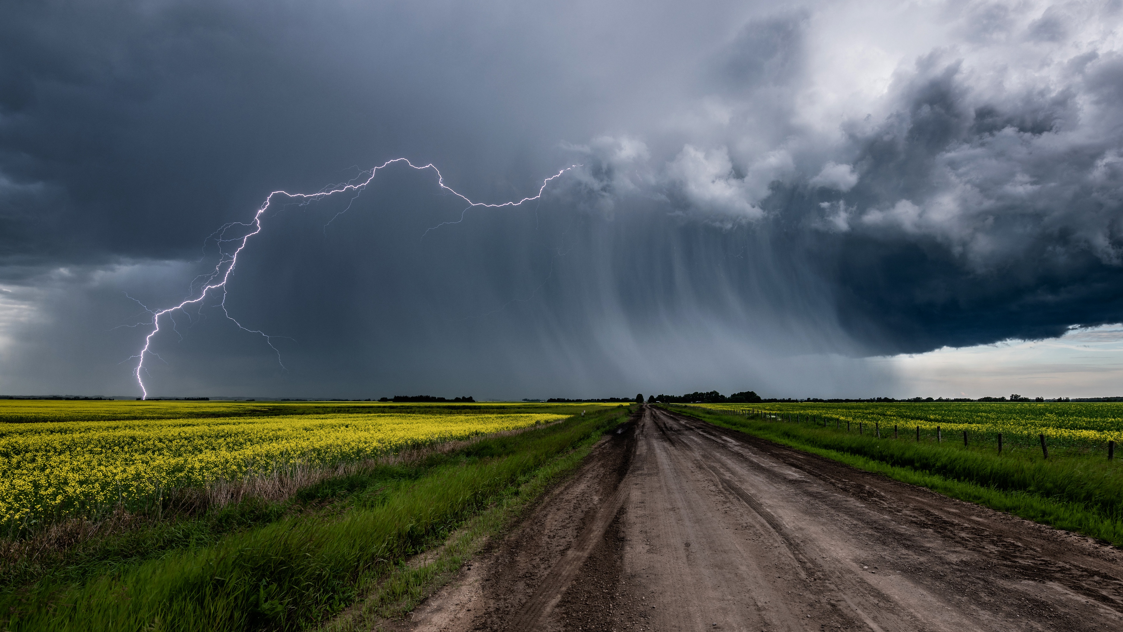 photography, lightning, cloud, dirt road, field, flower, rapeseed, storm