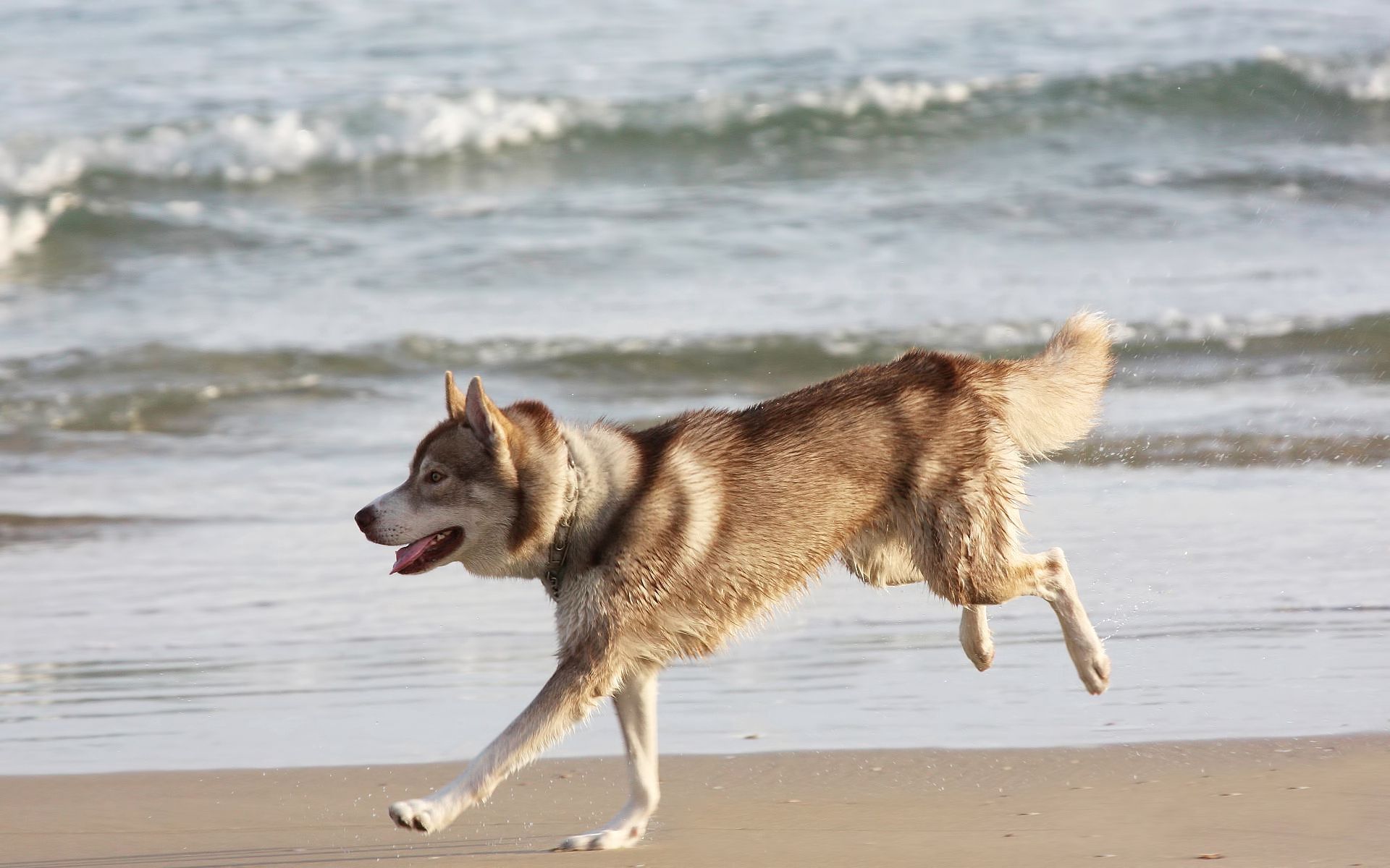 57379 скачать обои животные, море, берег, собака, хаска, бежать - заставки и картинки бесплатно