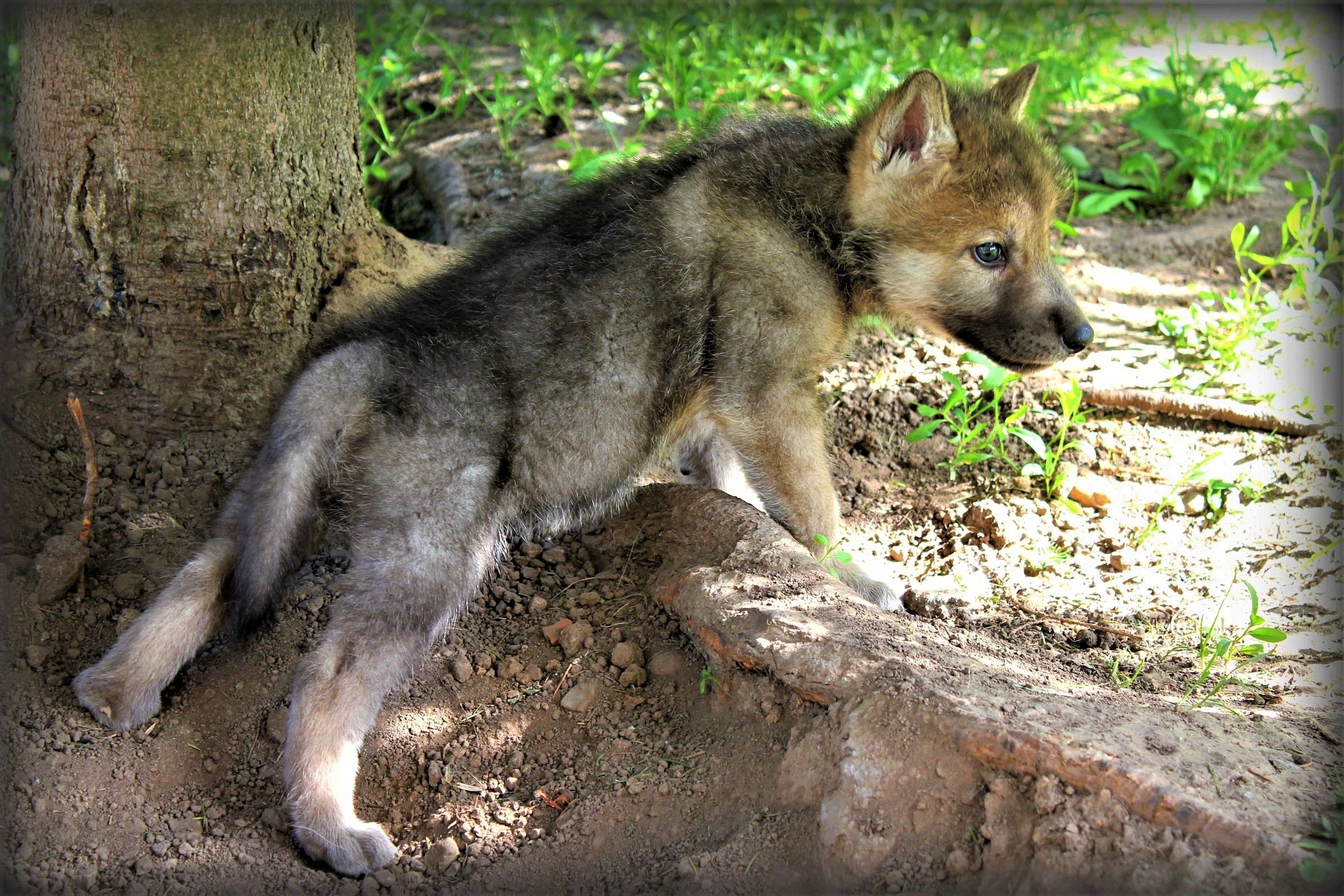Free download wallpaper Wolf, Animal, Cute, Baby Animal, Wolves on your PC desktop