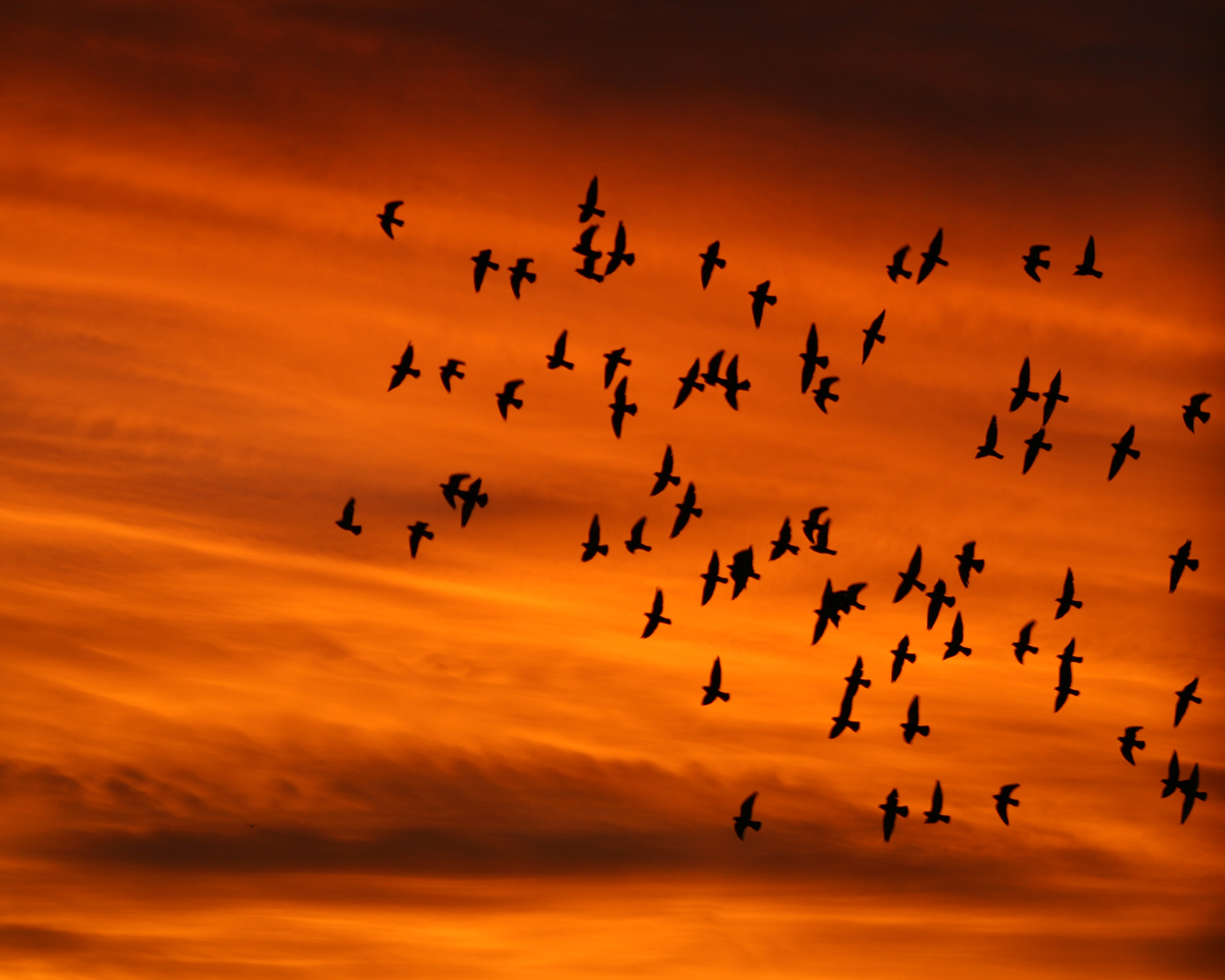 Download mobile wallpaper Sky, Bird, Animal for free.