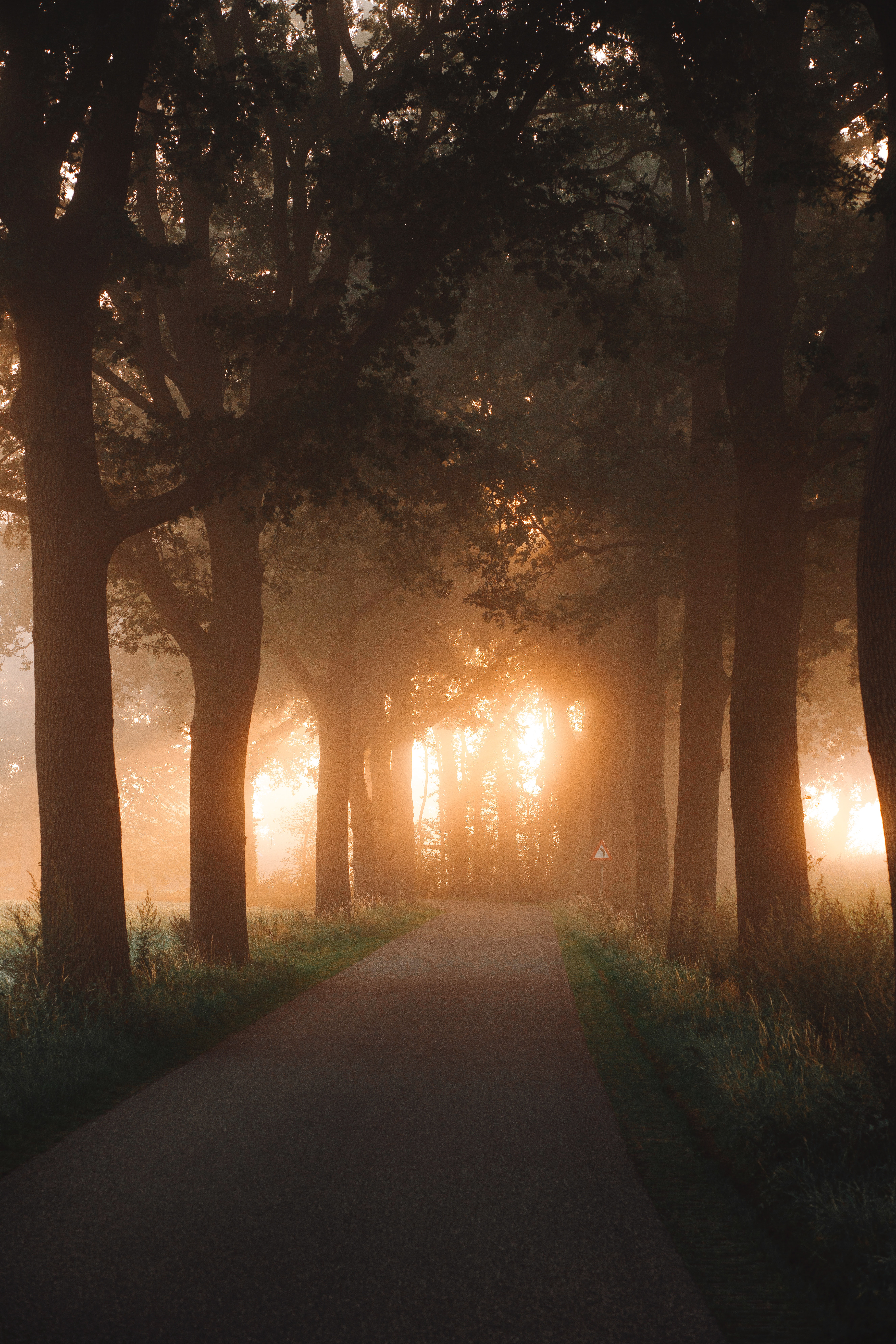 Download mobile wallpaper Beams, Trees, Nature, Rays, Road, Alley, Shine, Light for free.
