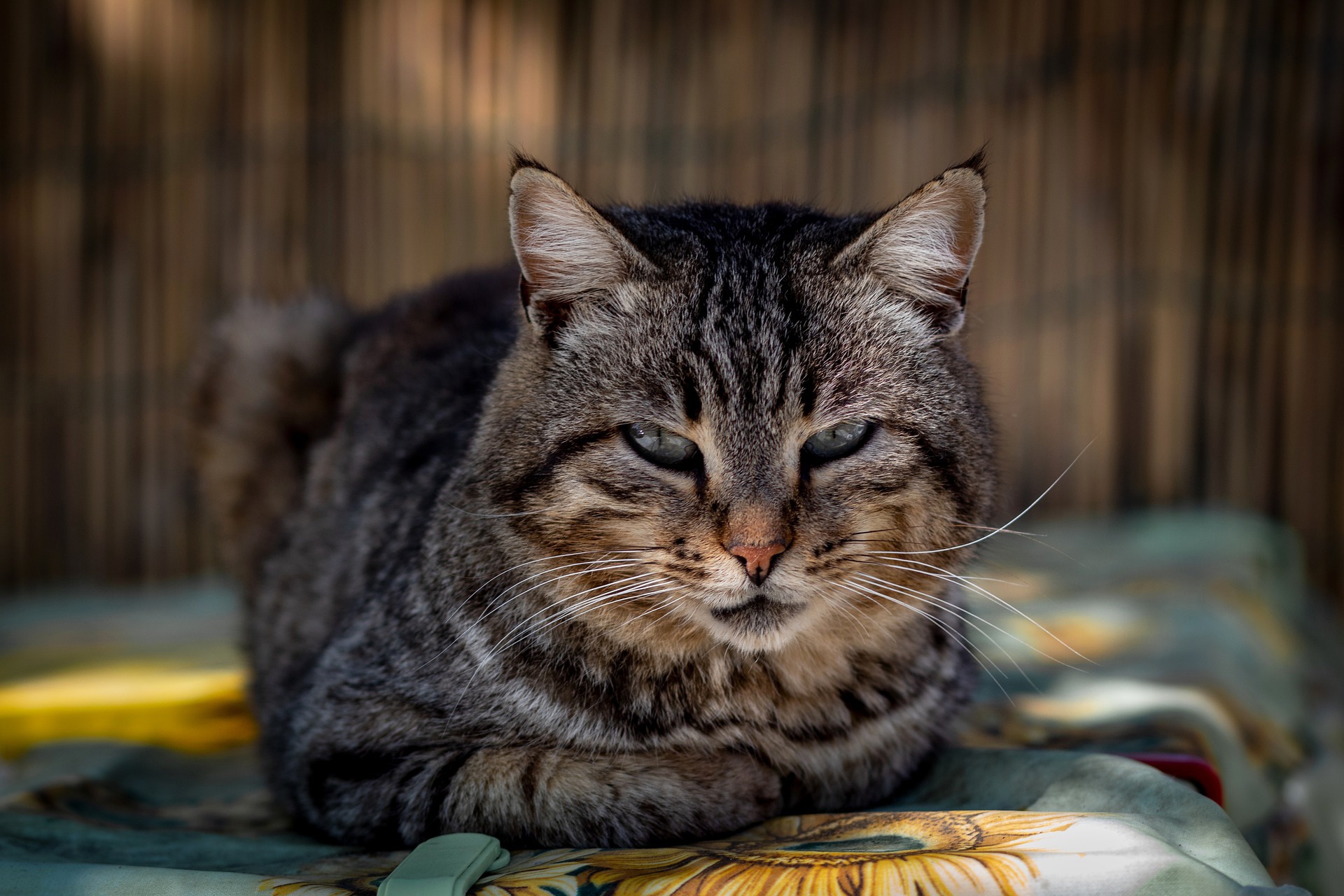 Baixar papel de parede para celular de Animais, Gatos, Gato gratuito.