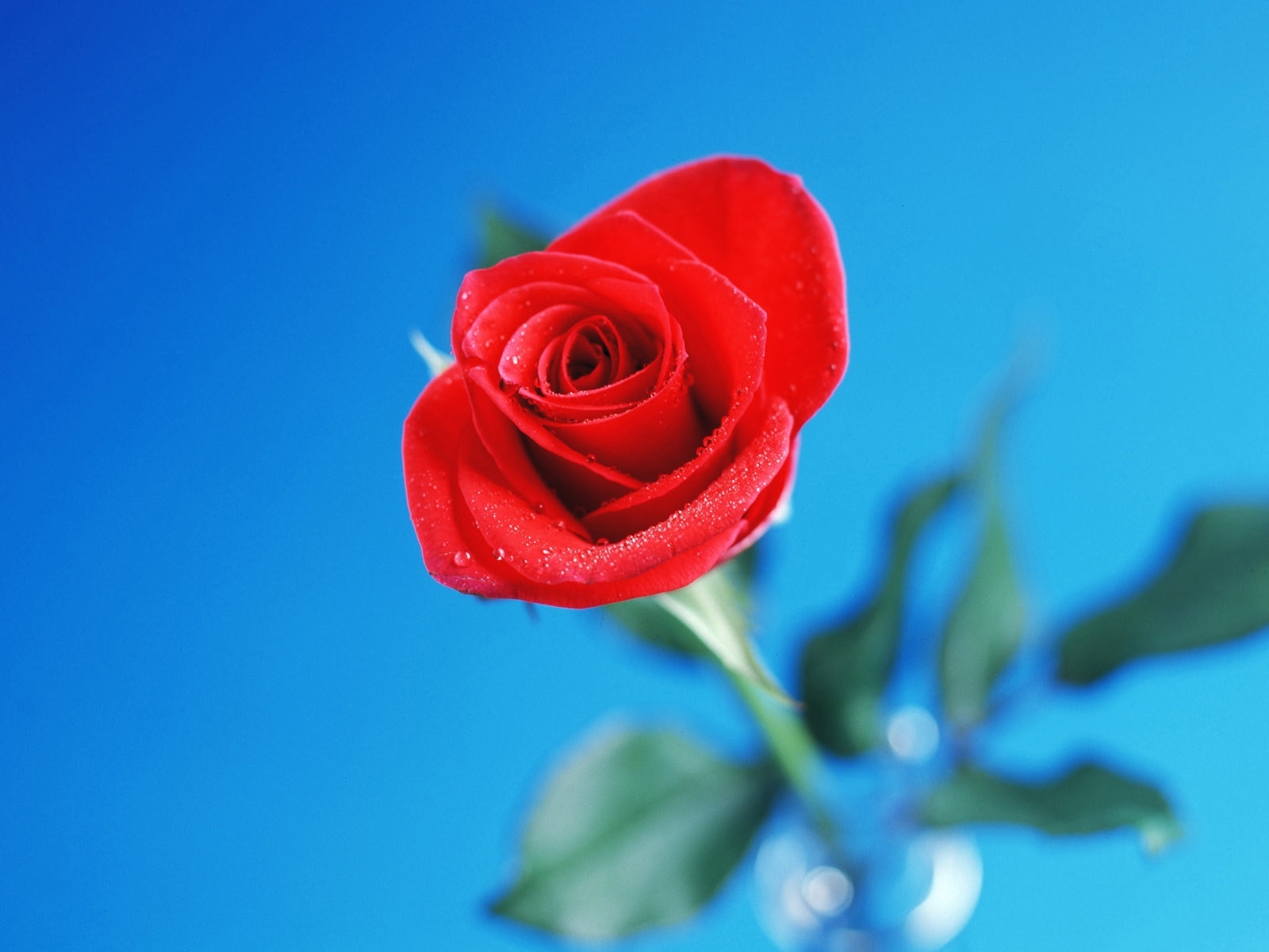 Скачати мобільні шпалери Рози, Рослини, Квіти безкоштовно.