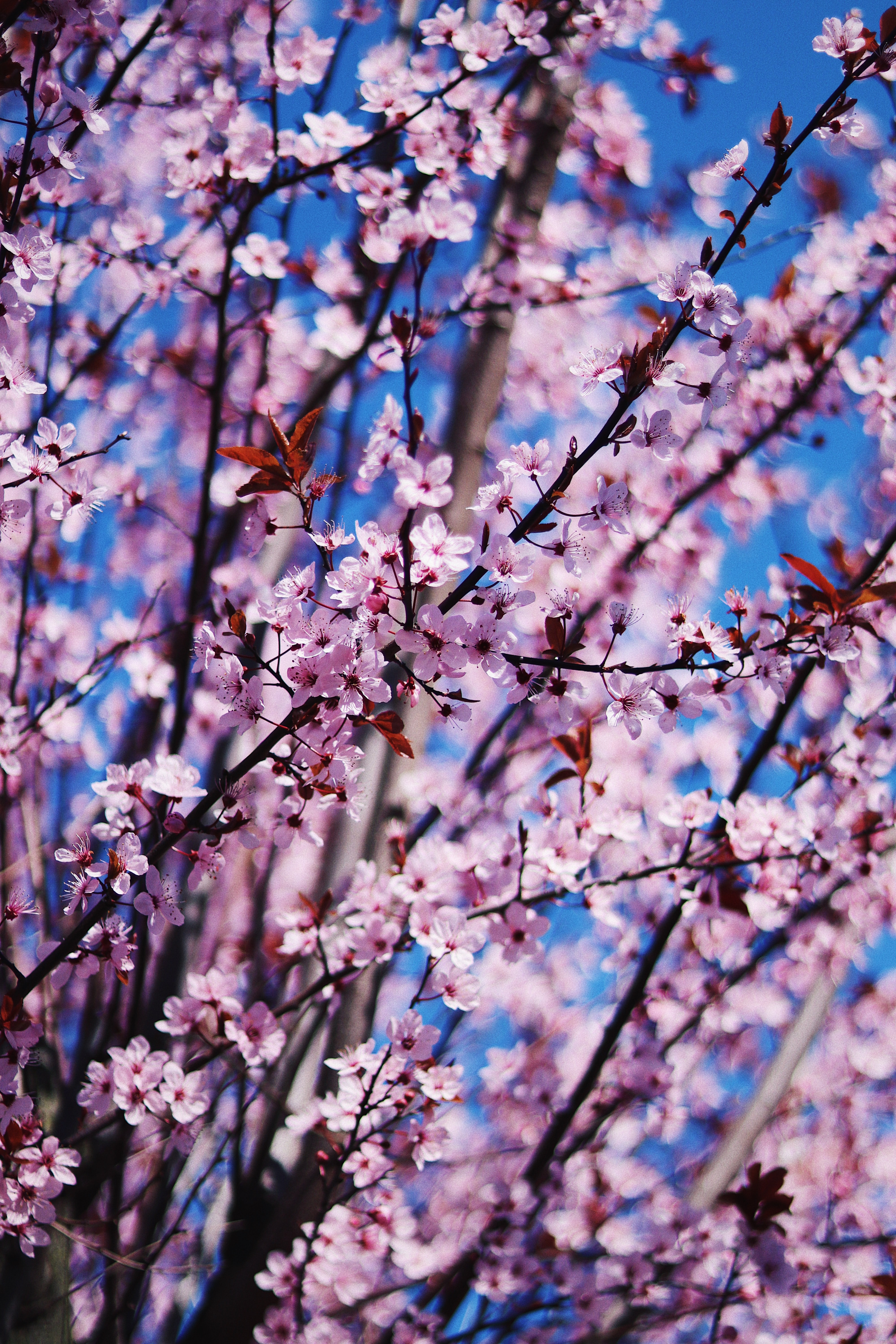Download mobile wallpaper Branches, Petals, Flowers, Bloom, Flowering, Flower, Spring for free.