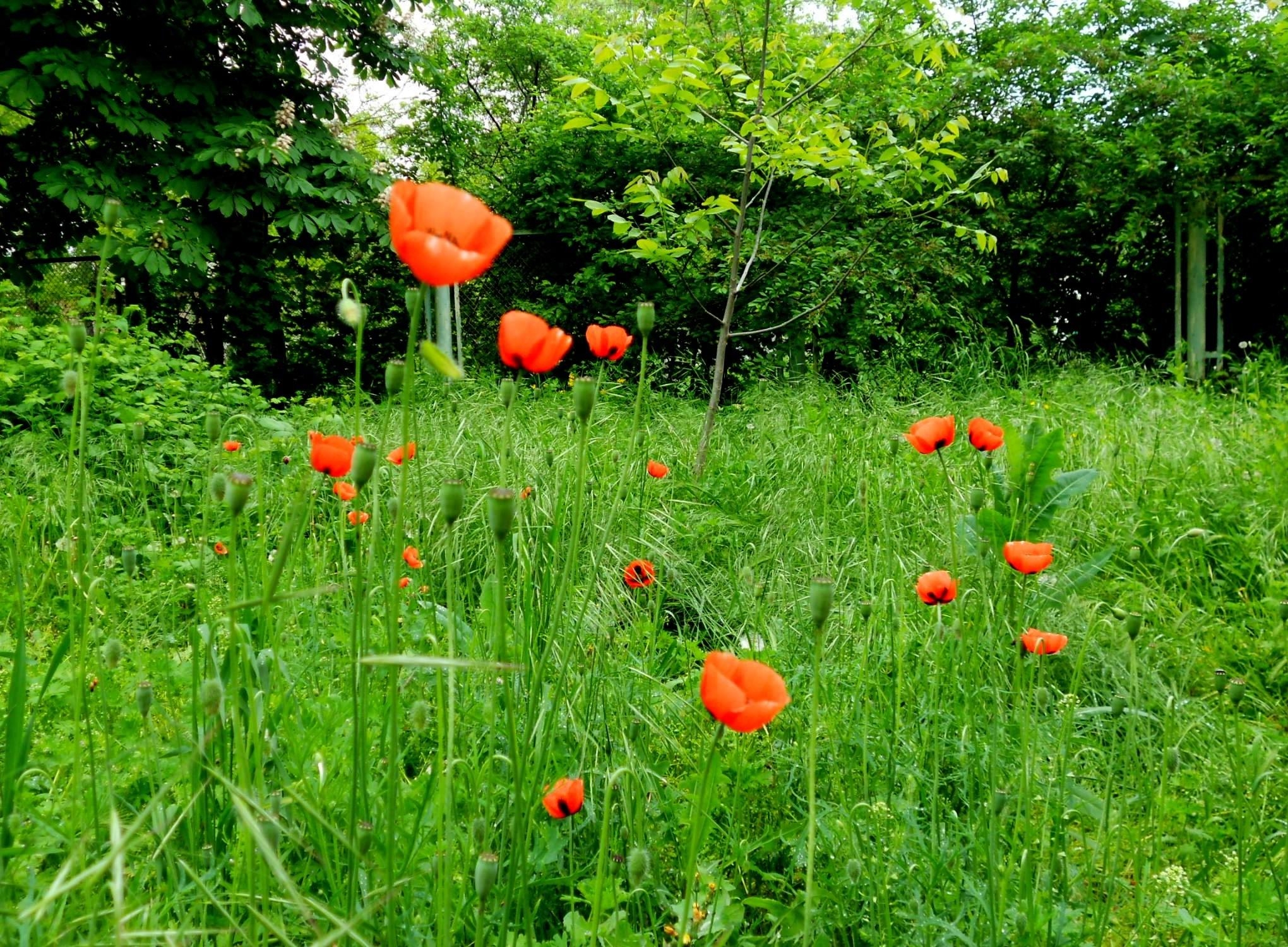Download mobile wallpaper Greens, Grass, Flowers, Trees, Sunny, Summer, Poppies for free.