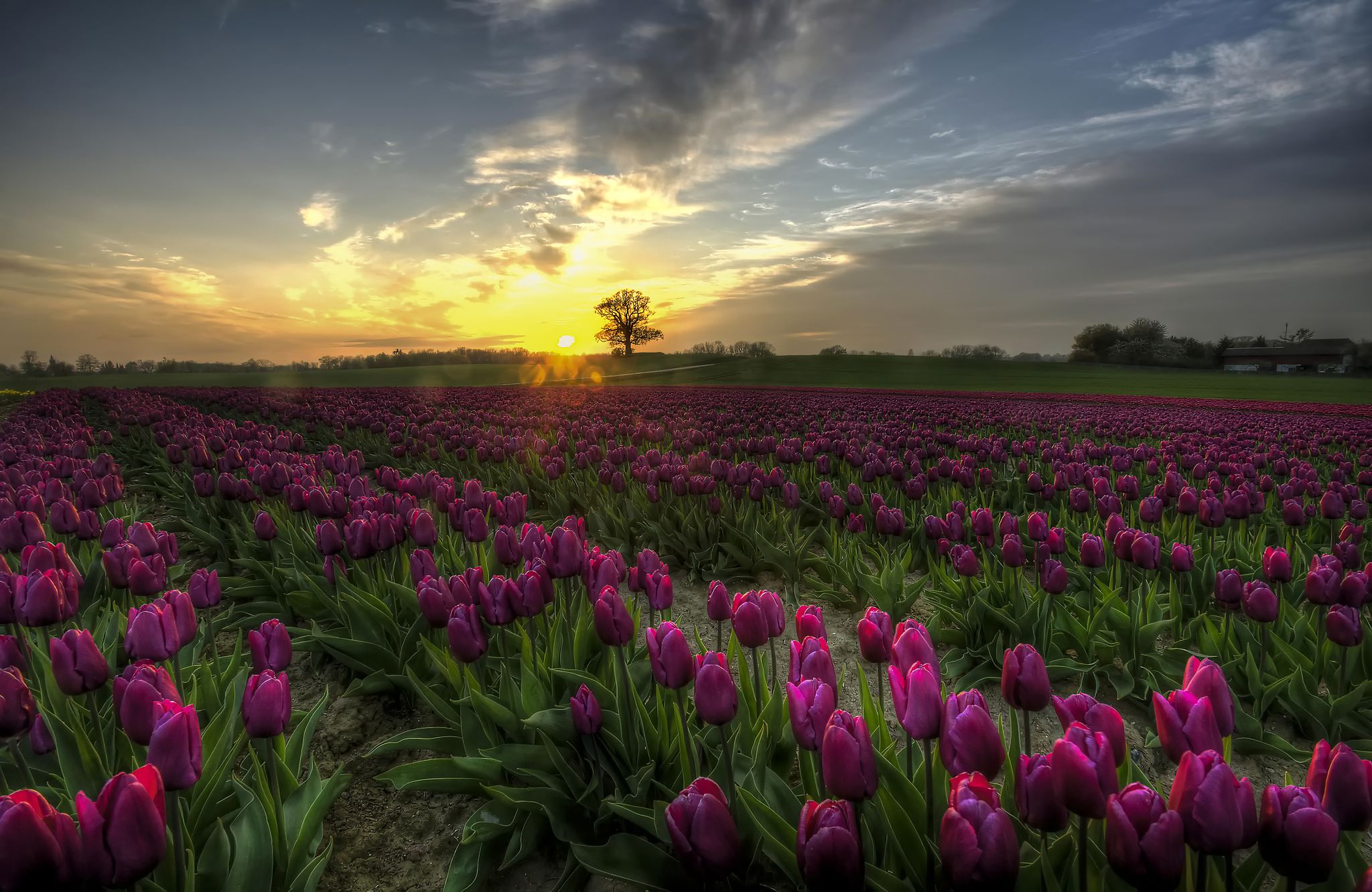 Free download wallpaper Landscape, Flowers, Sunset, Flower, Earth, Field, Tulip, Purple Flower on your PC desktop