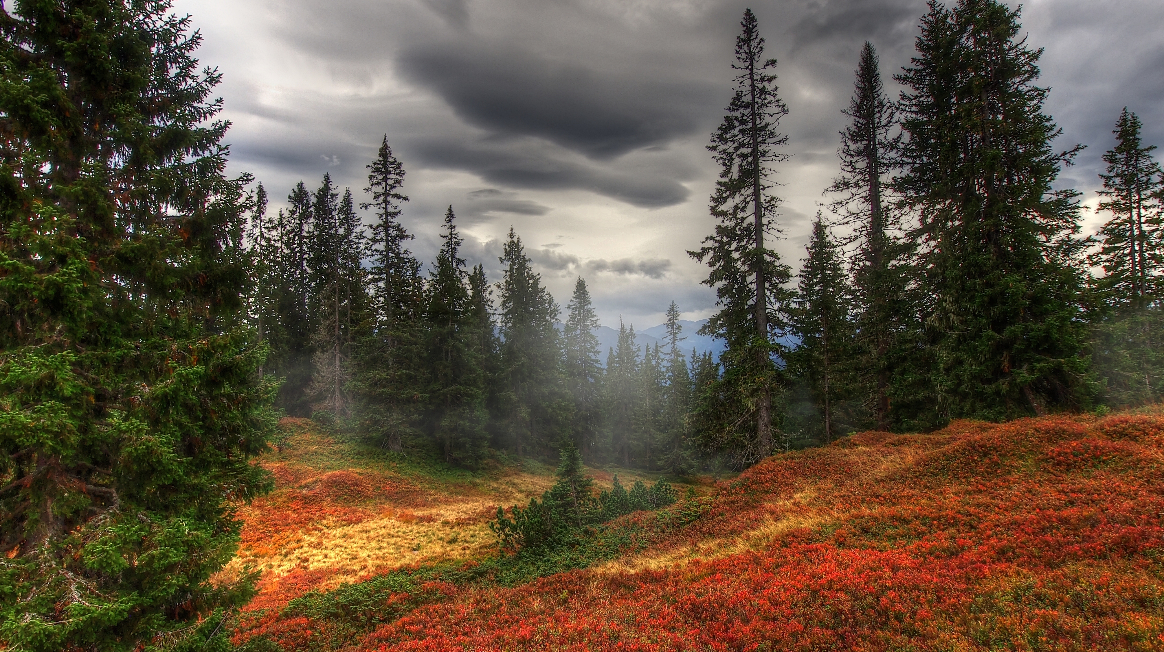 726069 télécharger l'image automne, terre/nature, forêt, pin, arbre - fonds d'écran et économiseurs d'écran gratuits