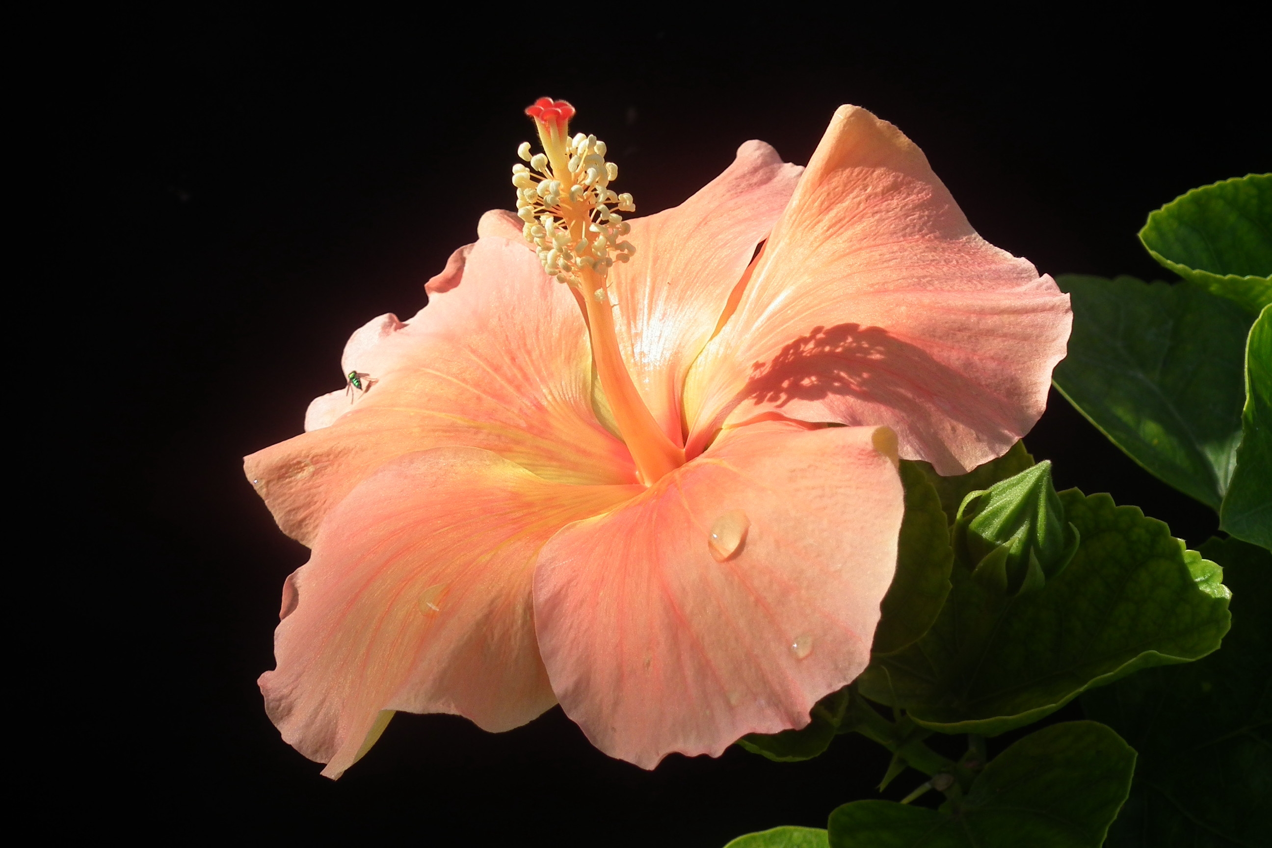 Laden Sie das Blumen, Blume, Nahansicht, Hibiskus, Erde/natur, Pinke Blume-Bild kostenlos auf Ihren PC-Desktop herunter