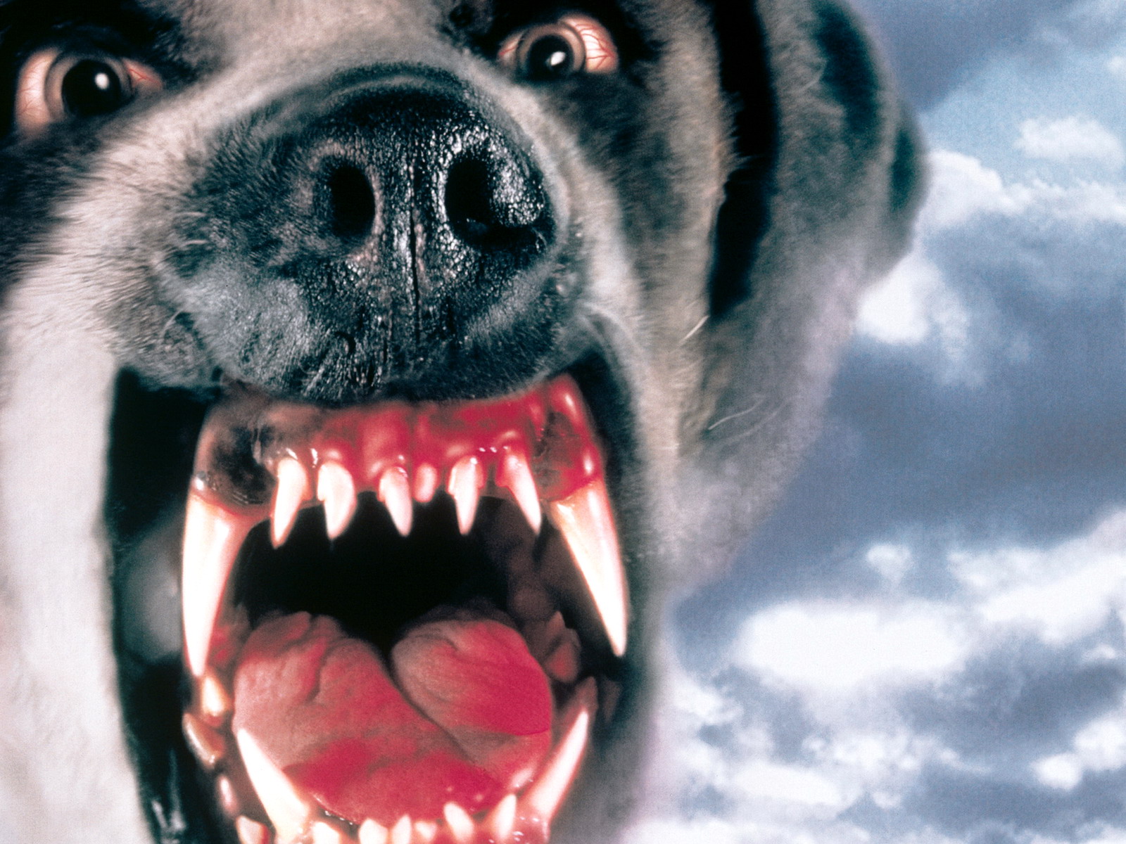 623850 Hintergrundbild herunterladen filme, cujo - Bildschirmschoner und Bilder kostenlos