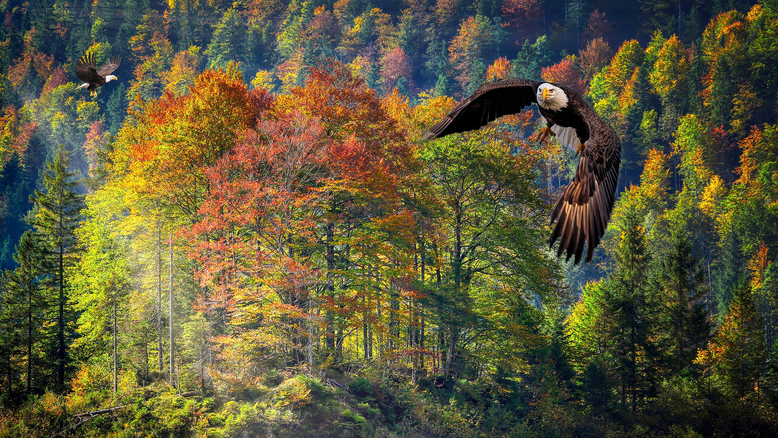 Скачать обои бесплатно Животные, Птицы, Осень, Лес, Полет, Белоголовый Орлан картинка на рабочий стол ПК