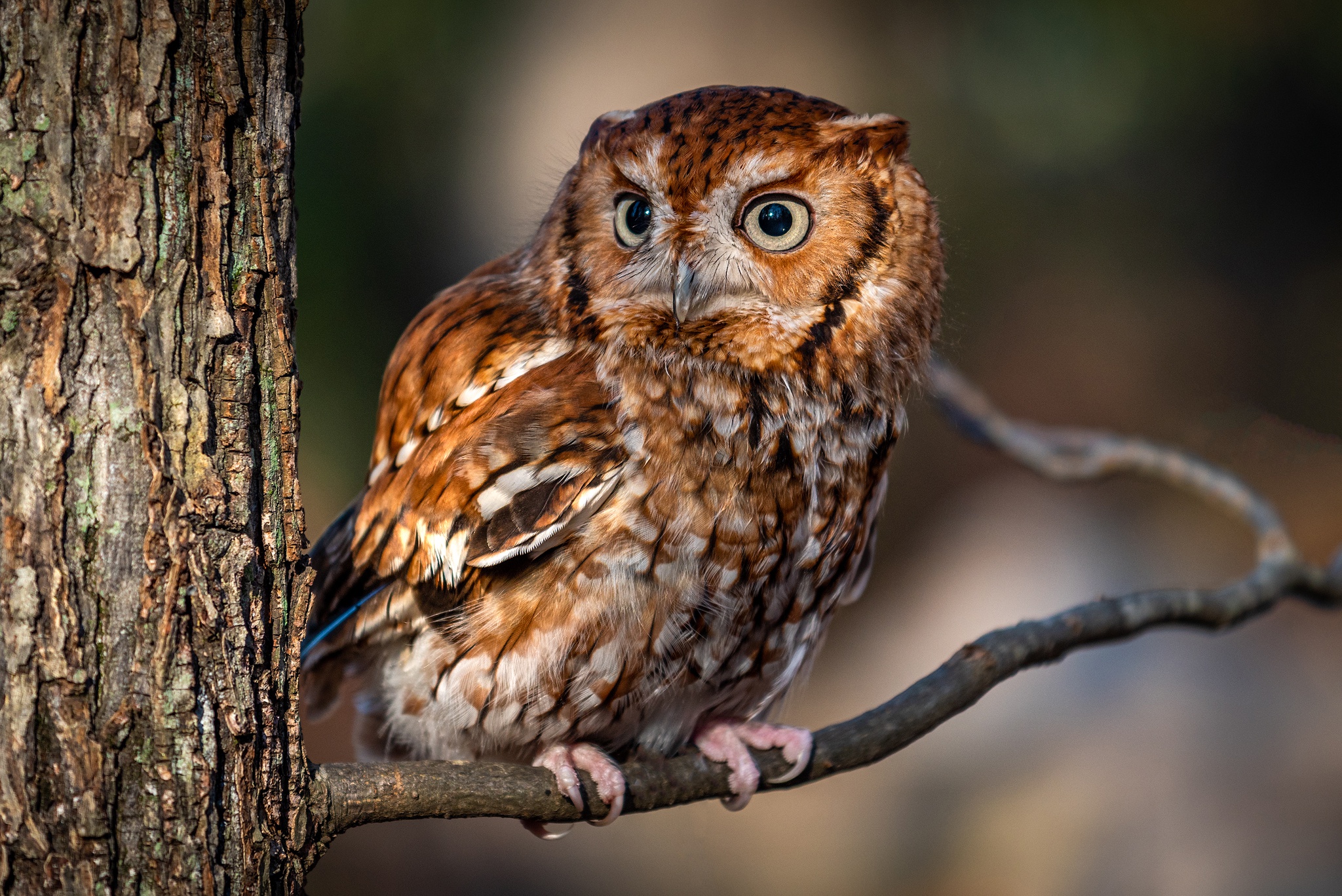 Owl  8k Backgrounds