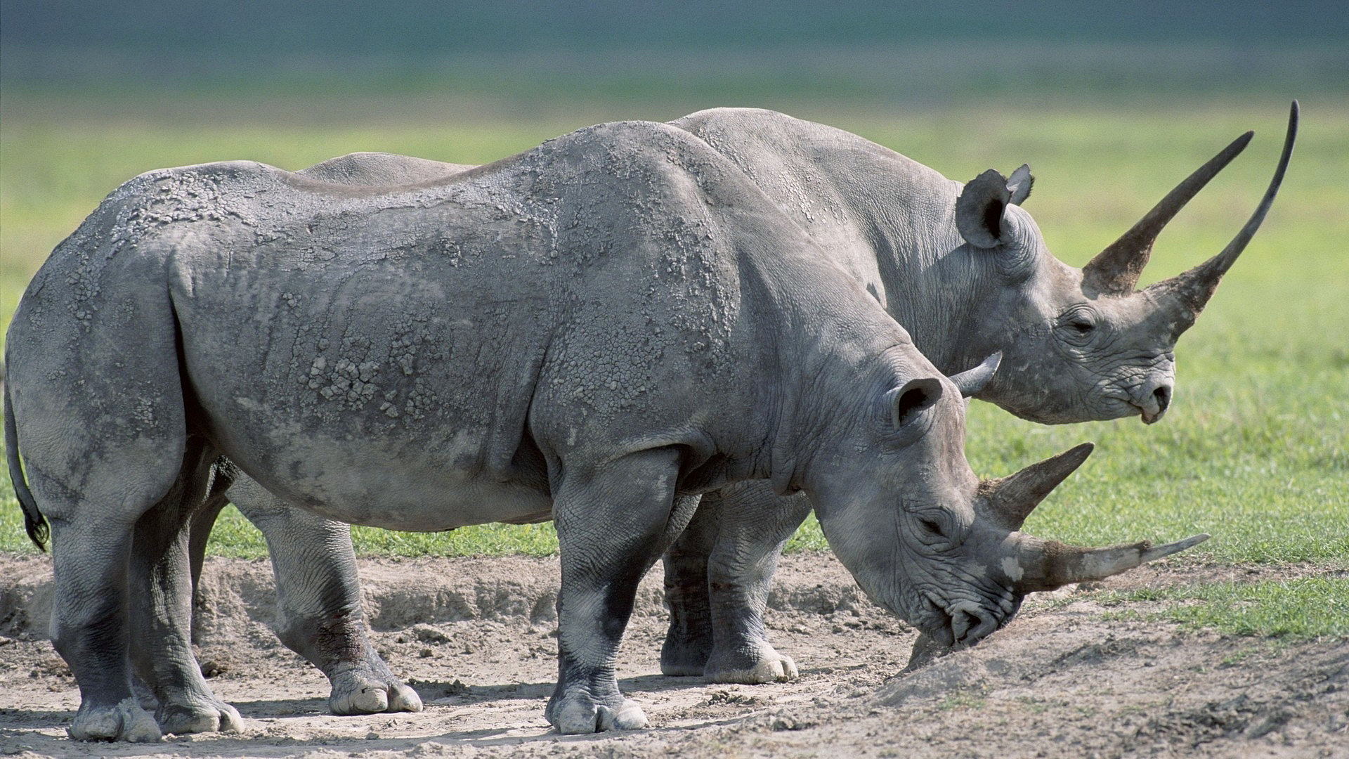 1455092 descargar fondo de pantalla animales, rinoceronte: protectores de pantalla e imágenes gratis