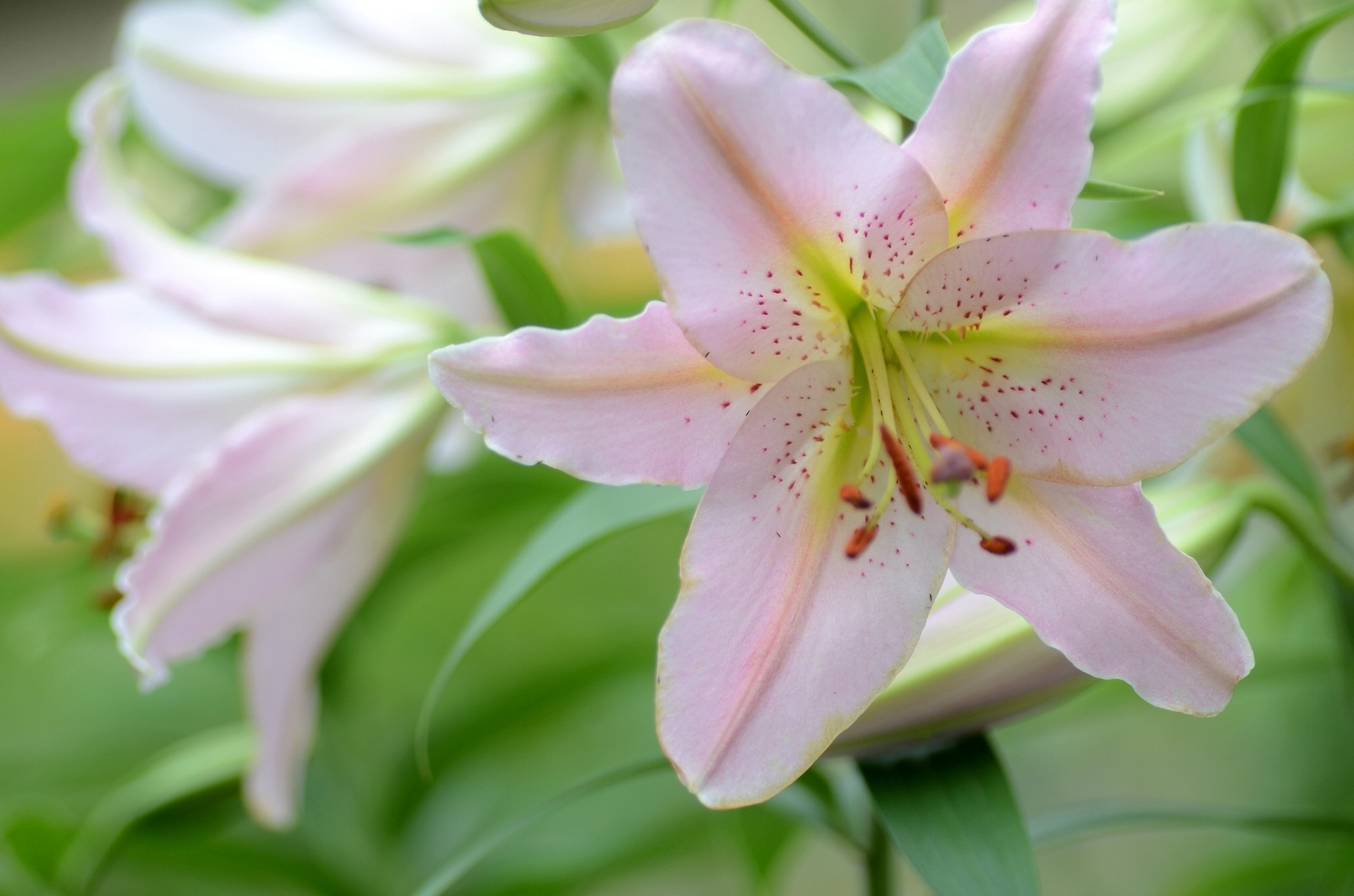 Descarga gratuita de fondo de pantalla para móvil de Flores, Flor, Lirio, Pétalo, Tierra/naturaleza, Macrofotografía.