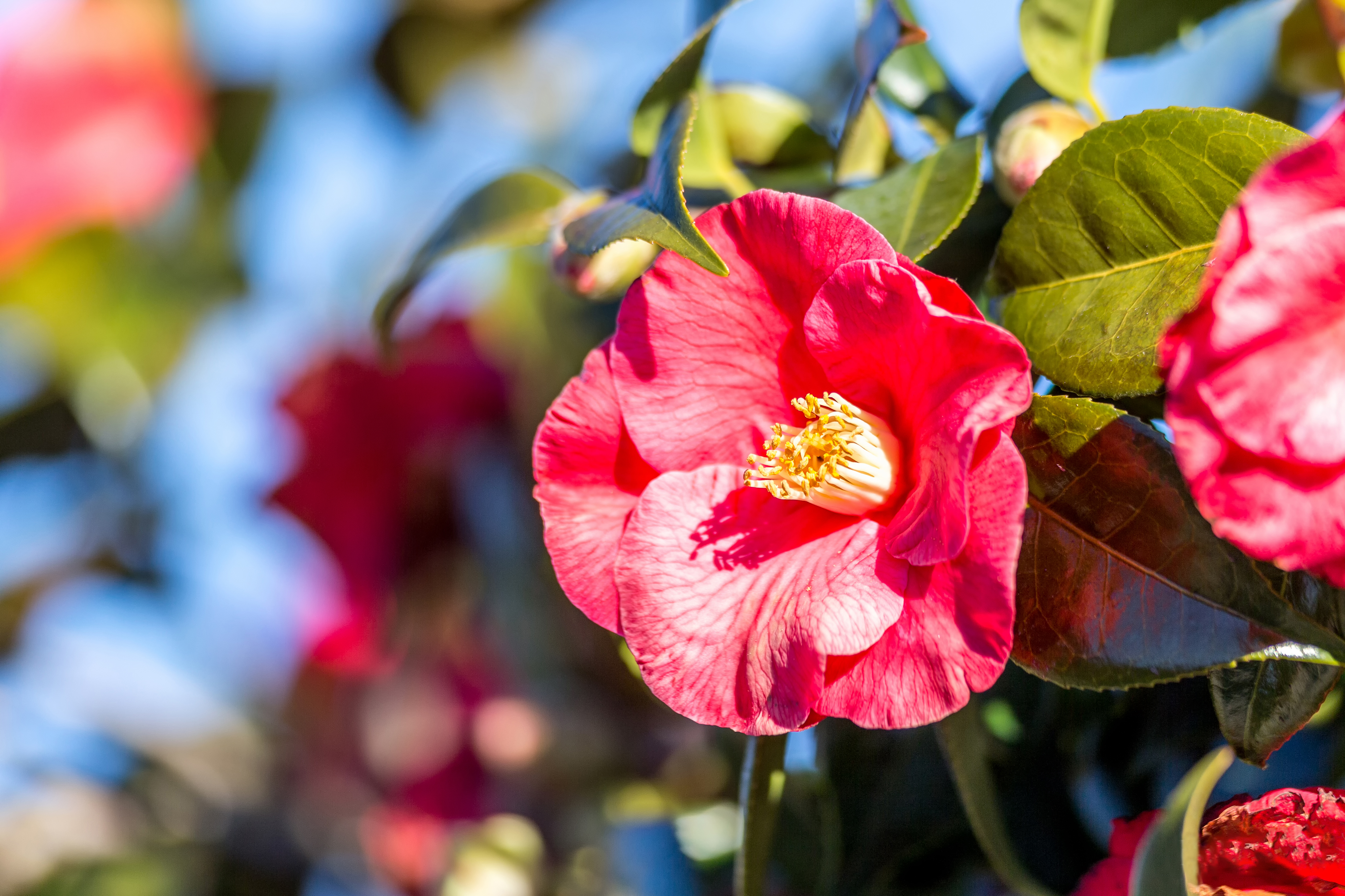 Download mobile wallpaper Flowers, Flower, Plant, Earth, Camellia, Pink Flower for free.