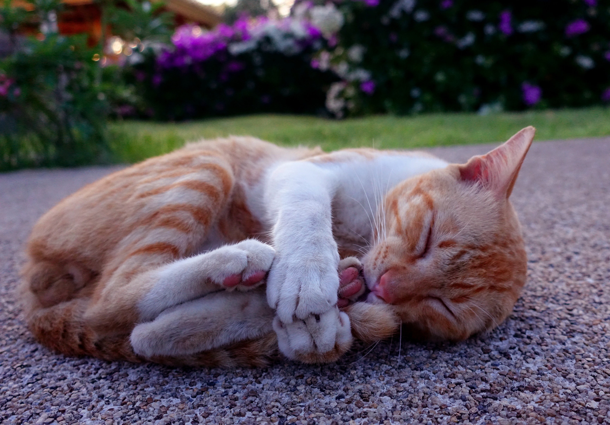 Baixar papel de parede para celular de Animais, Gatos, Gato, Dormindo gratuito.