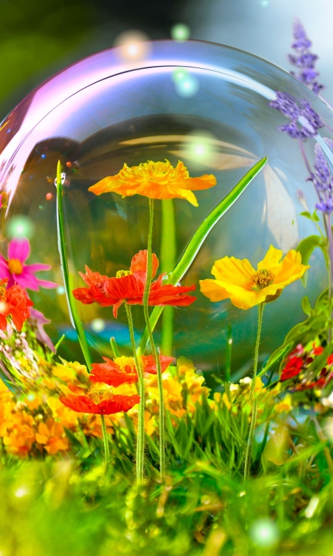 Download mobile wallpaper Flowers, Flower, Earth, Colors, Butterfly, Colorful, Bubble, Manipulation for free.