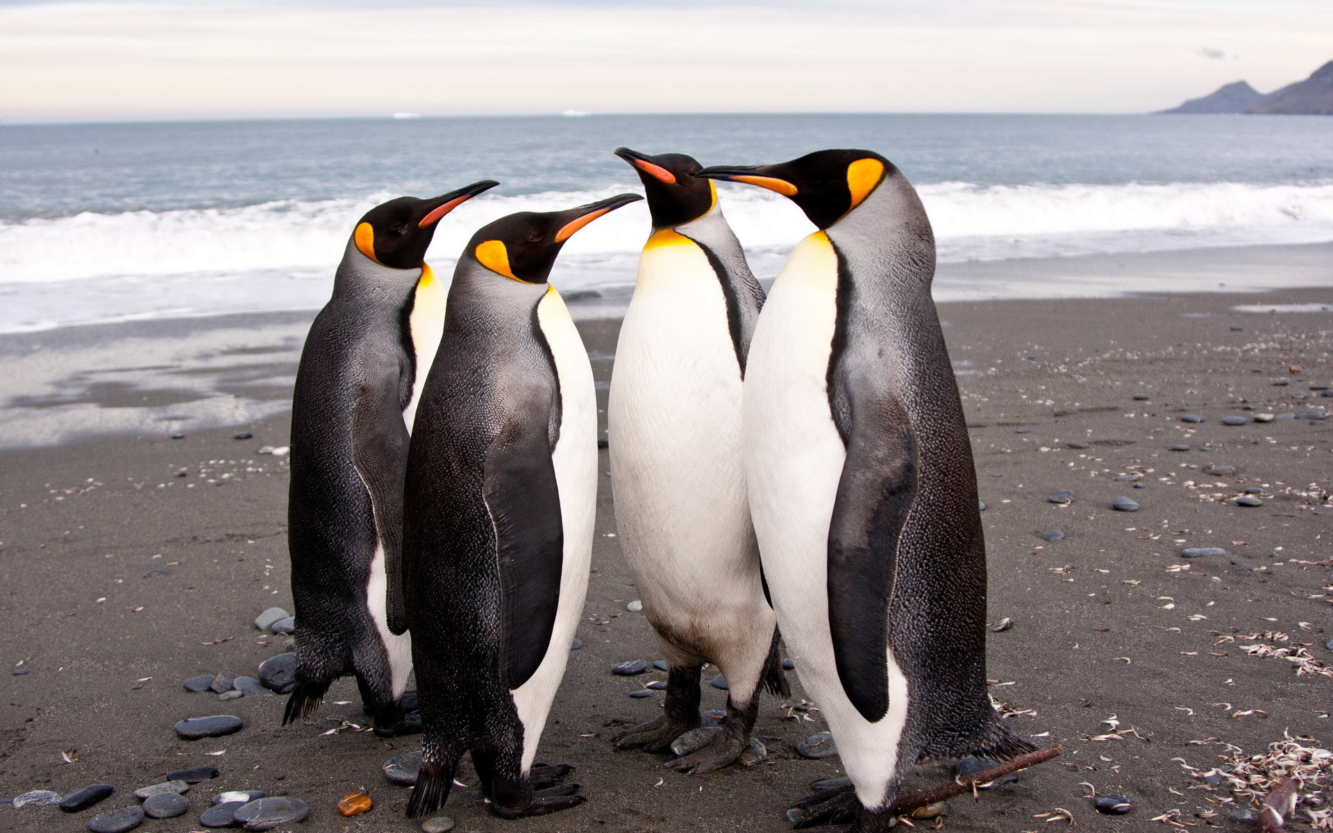 Скачати мобільні шпалери Пінгвін, Птах, Птахи, Тварина безкоштовно.