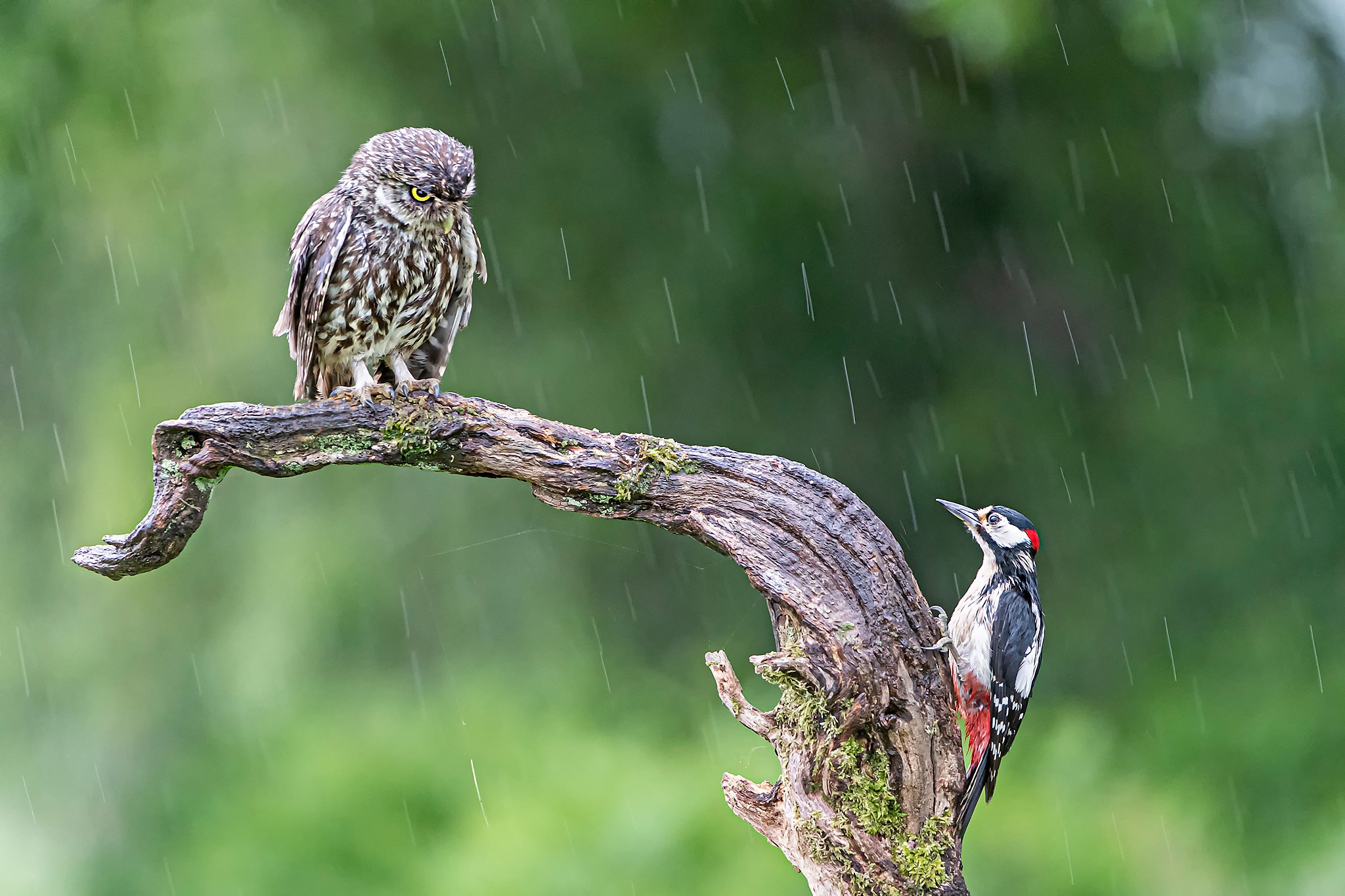 animal, owl, bird, rain, woodpecker, birds