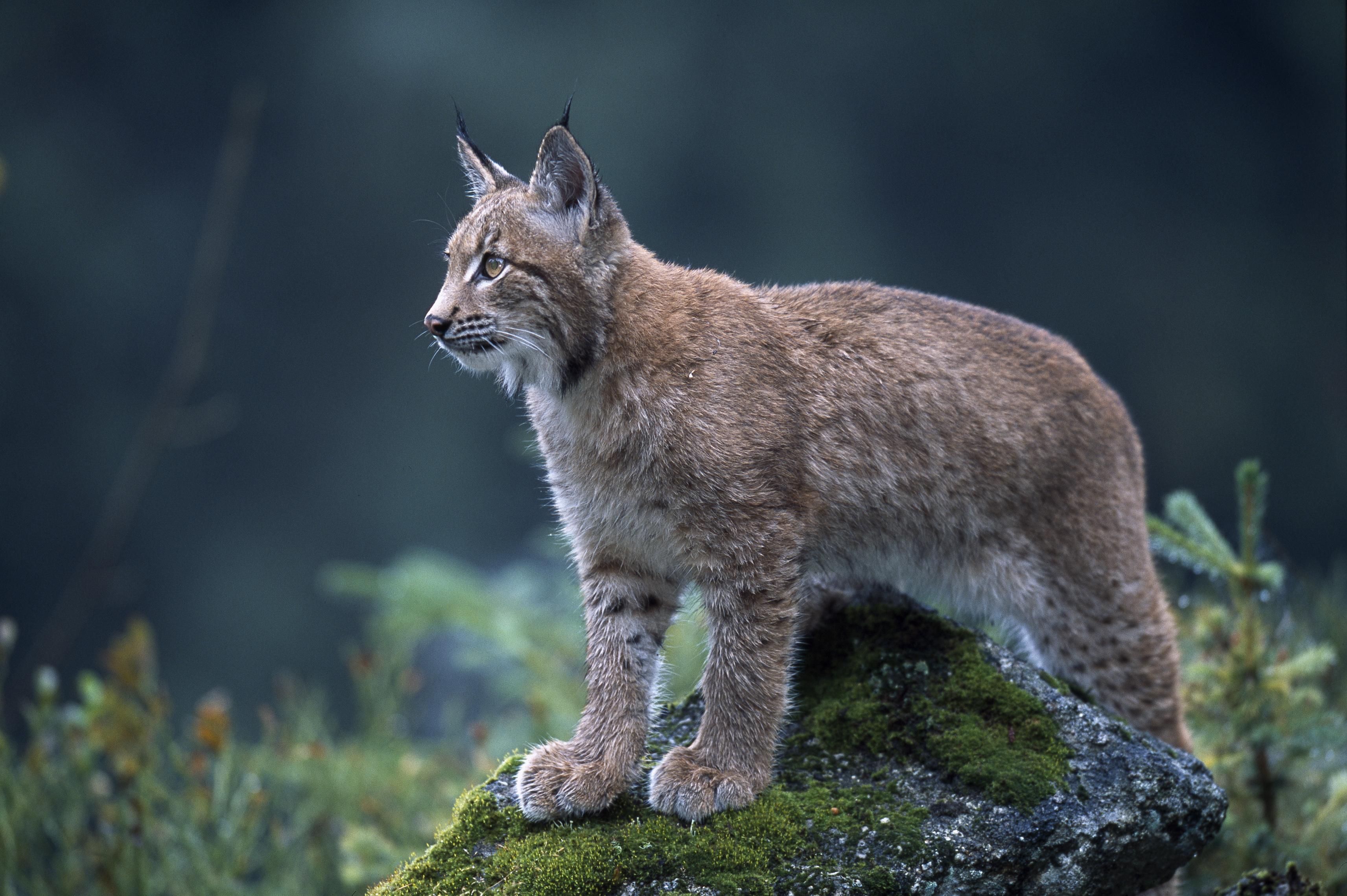 animal, lynx, cats 4K