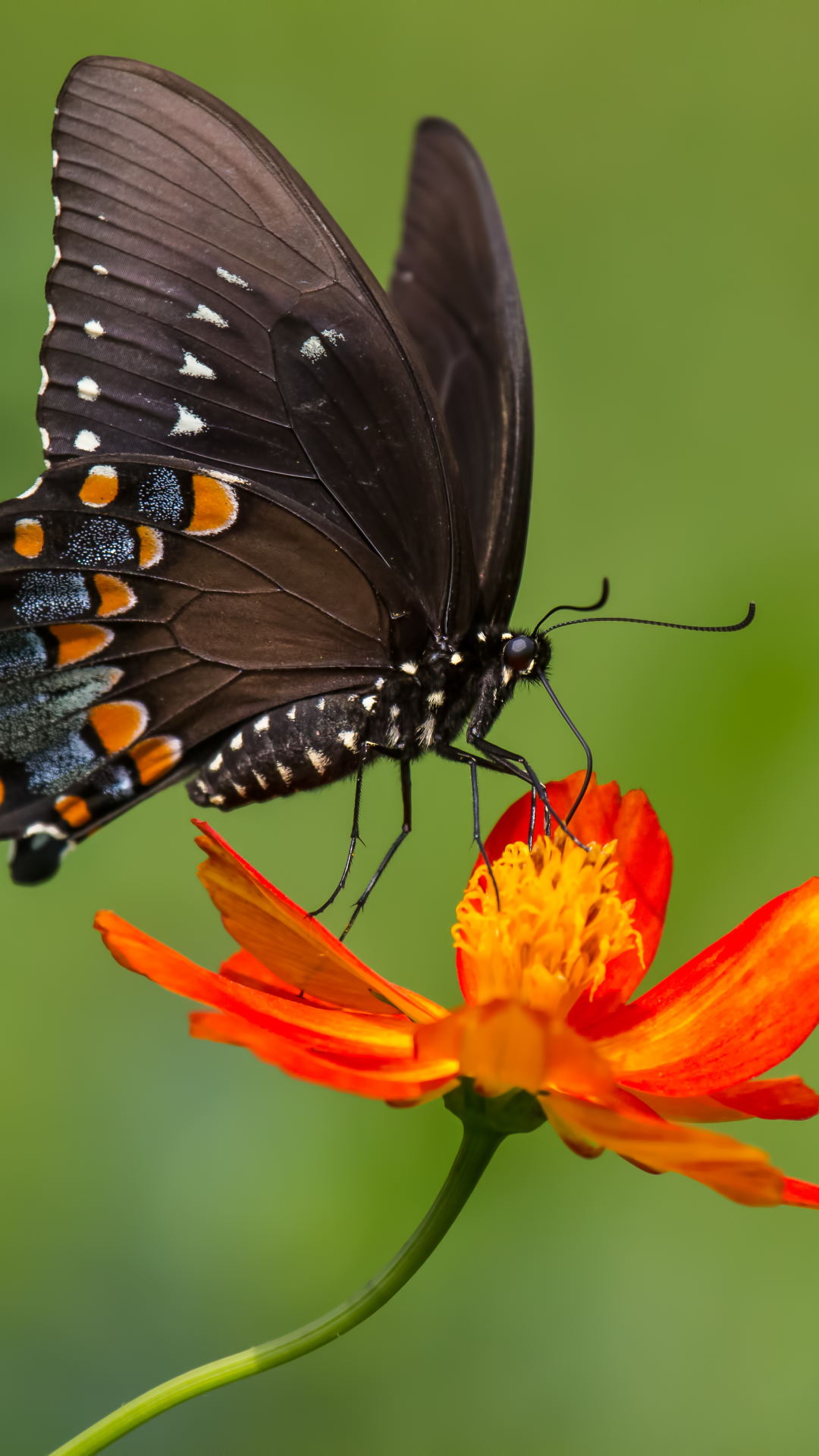 Descarga gratuita de fondo de pantalla para móvil de Animales, De Cerca, Insecto, Mariposa, Flor Naranja.
