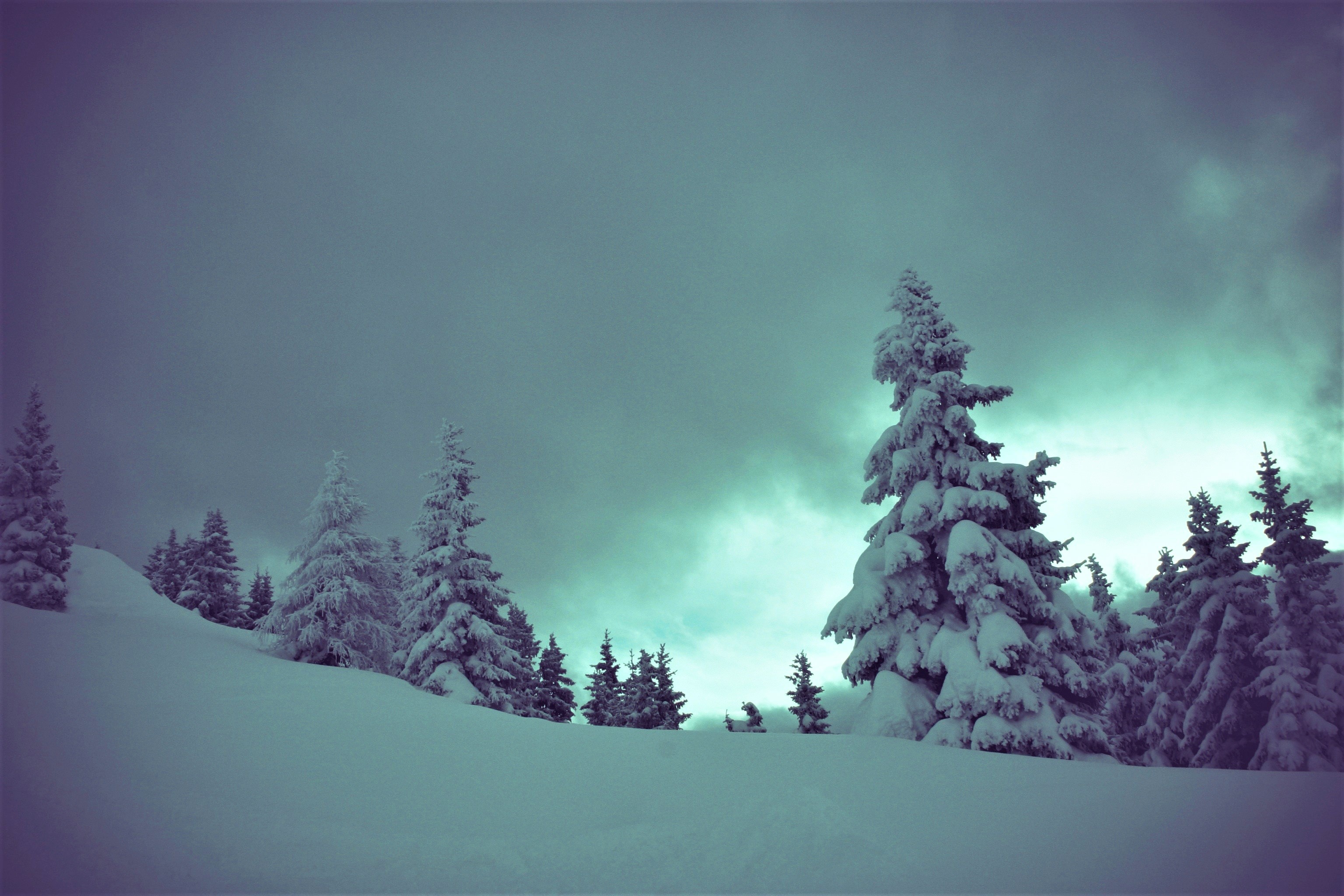 Handy-Wallpaper Winter, Schnee, Baum, Nebel, Erde/natur kostenlos herunterladen.