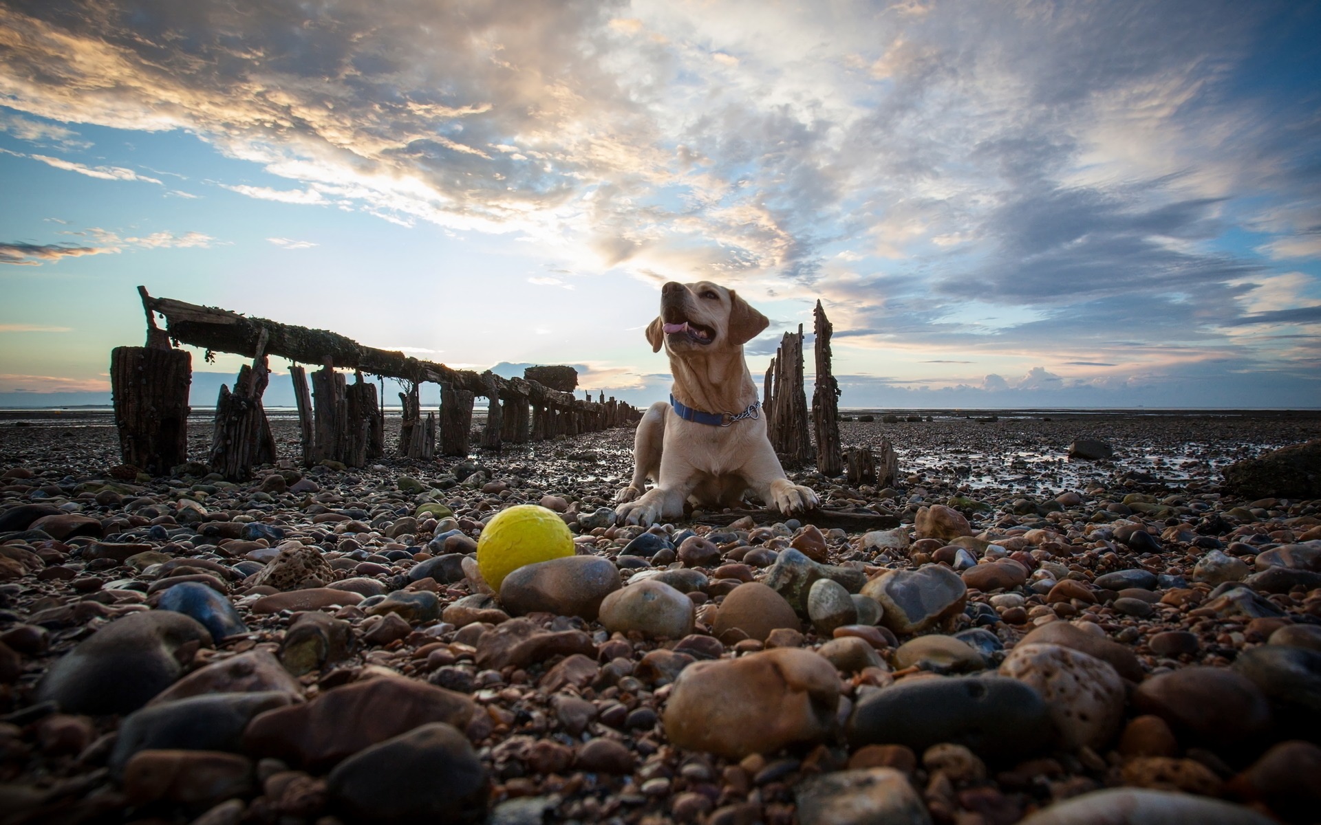 Handy-Wallpaper Tiere, Hund, Labrador Retriever kostenlos herunterladen.