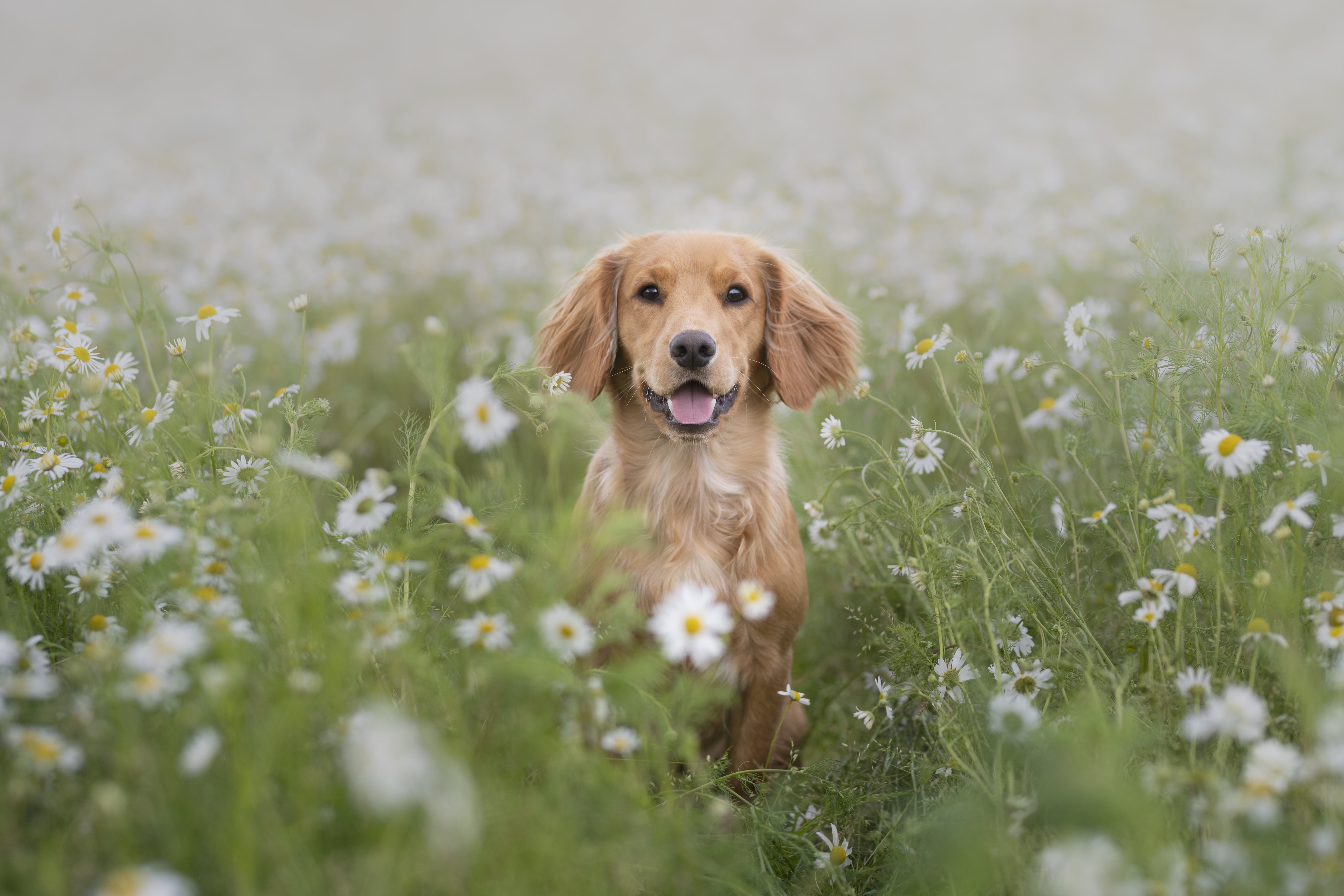 Laden Sie das Tiere, Hunde, Hund, Golden Retriever, Gänseblümchen-Bild kostenlos auf Ihren PC-Desktop herunter