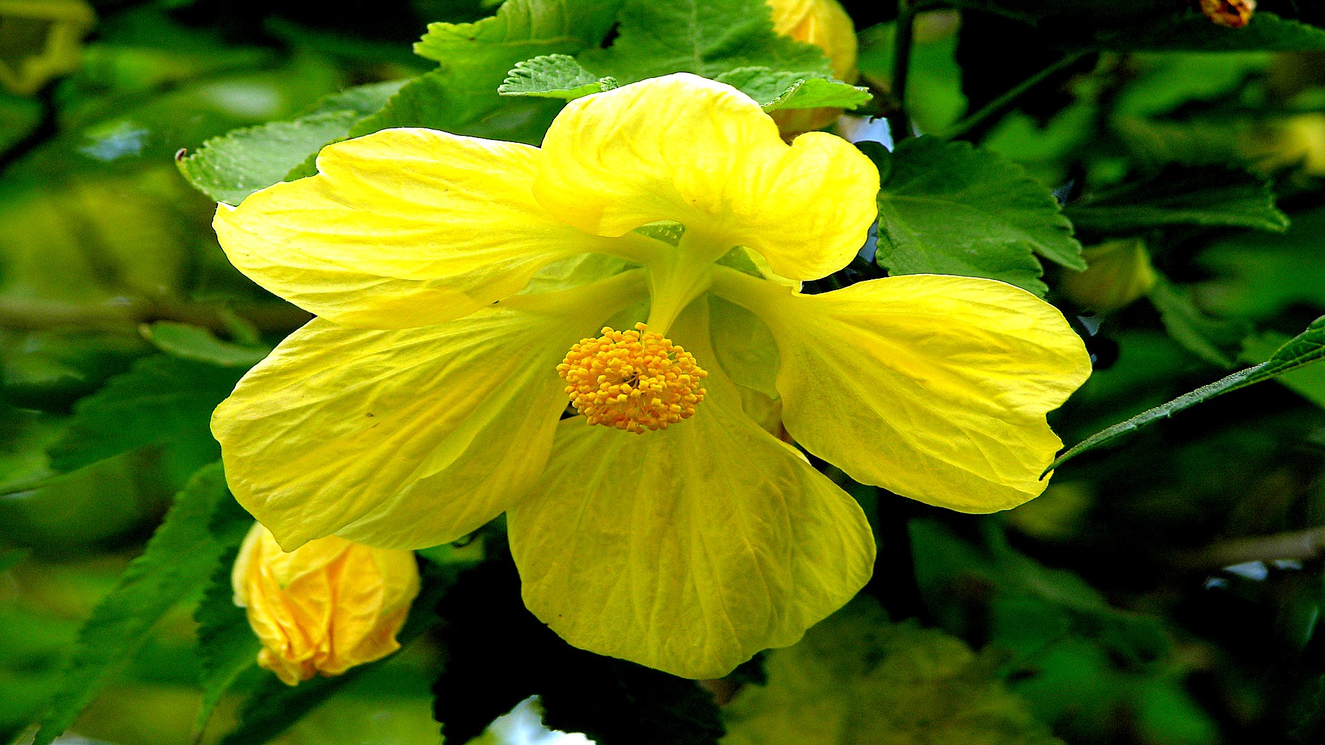 Téléchargez gratuitement l'image Fleurs, Fleur, Terre/nature sur le bureau de votre PC