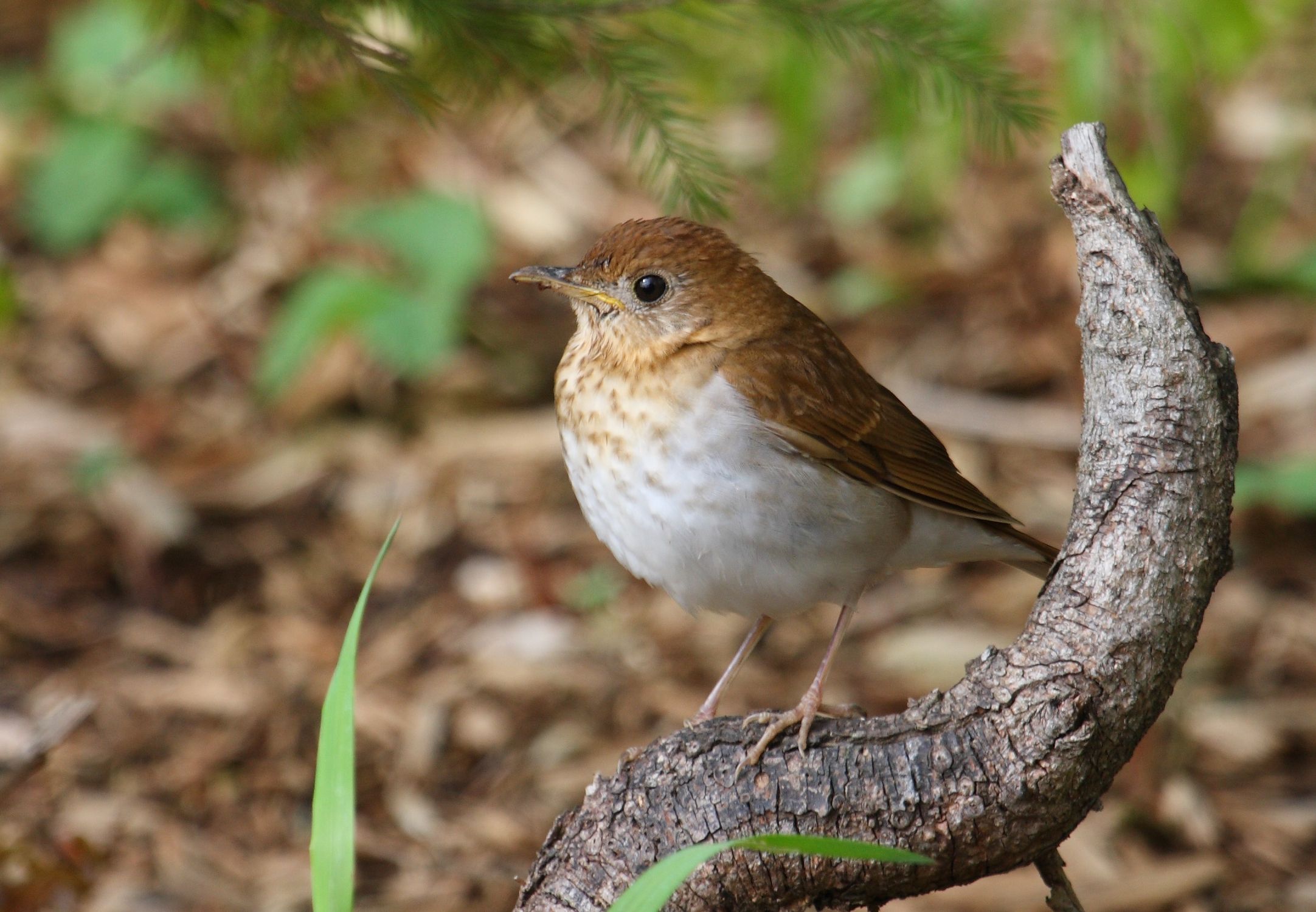 Free download wallpaper Bird, Birds, Animal on your PC desktop